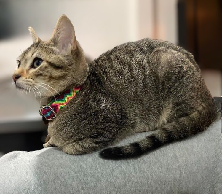 Collar para Gato