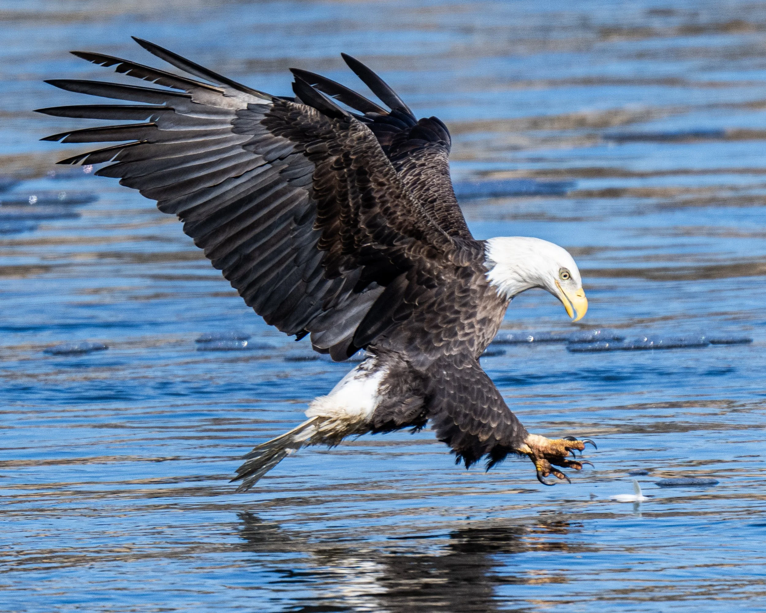 An American Bald Eagle lines up a stunned fish in the Susquehanna River near the Conowingo Dam