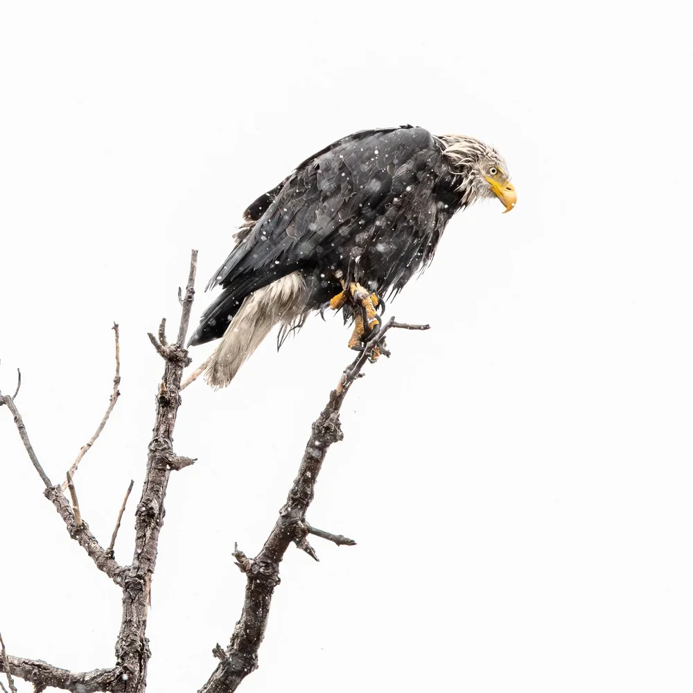 eagle.jpg
