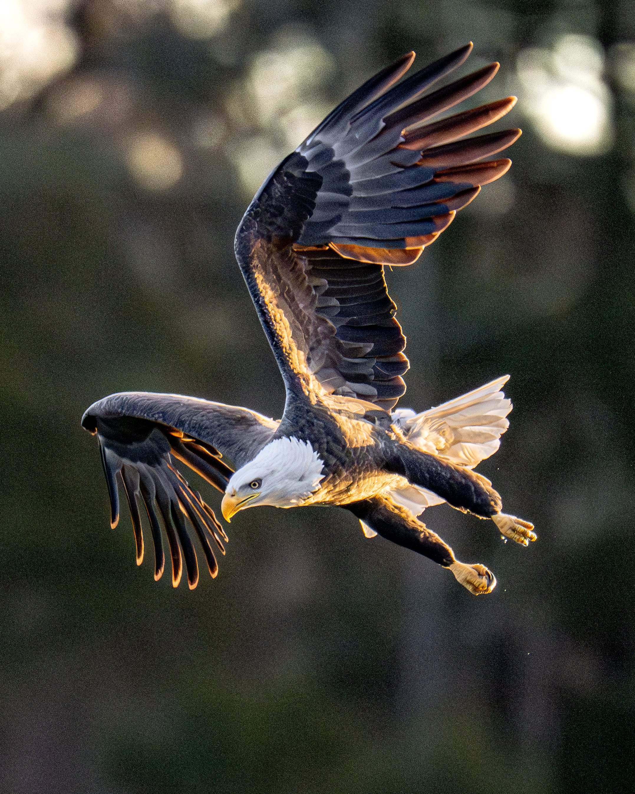 Conowingo Finals 12-11-25 Alamy-31.jpg