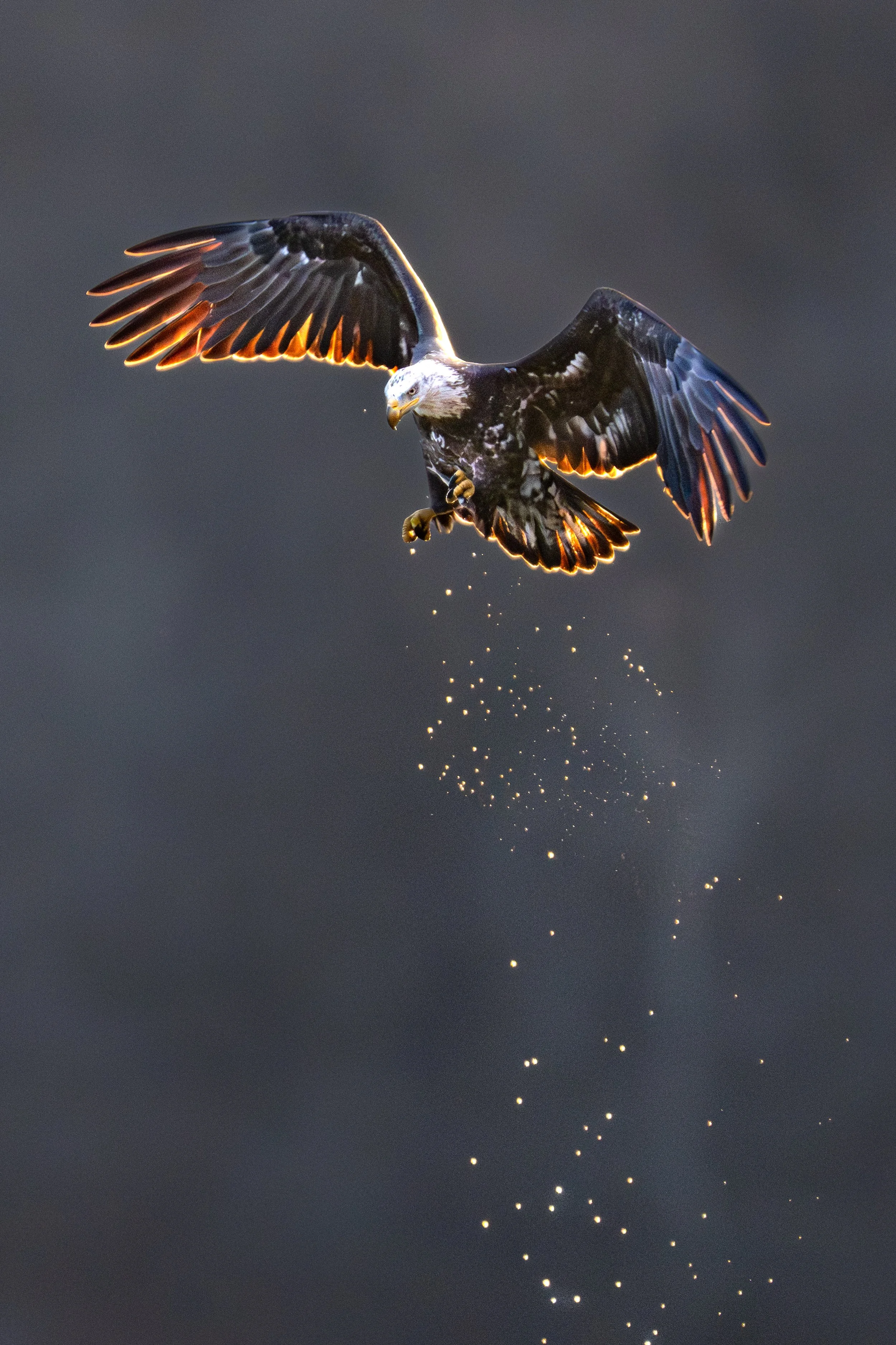 An American Bald Eagle backlit at sunlight after plunging into the Susquehanna River