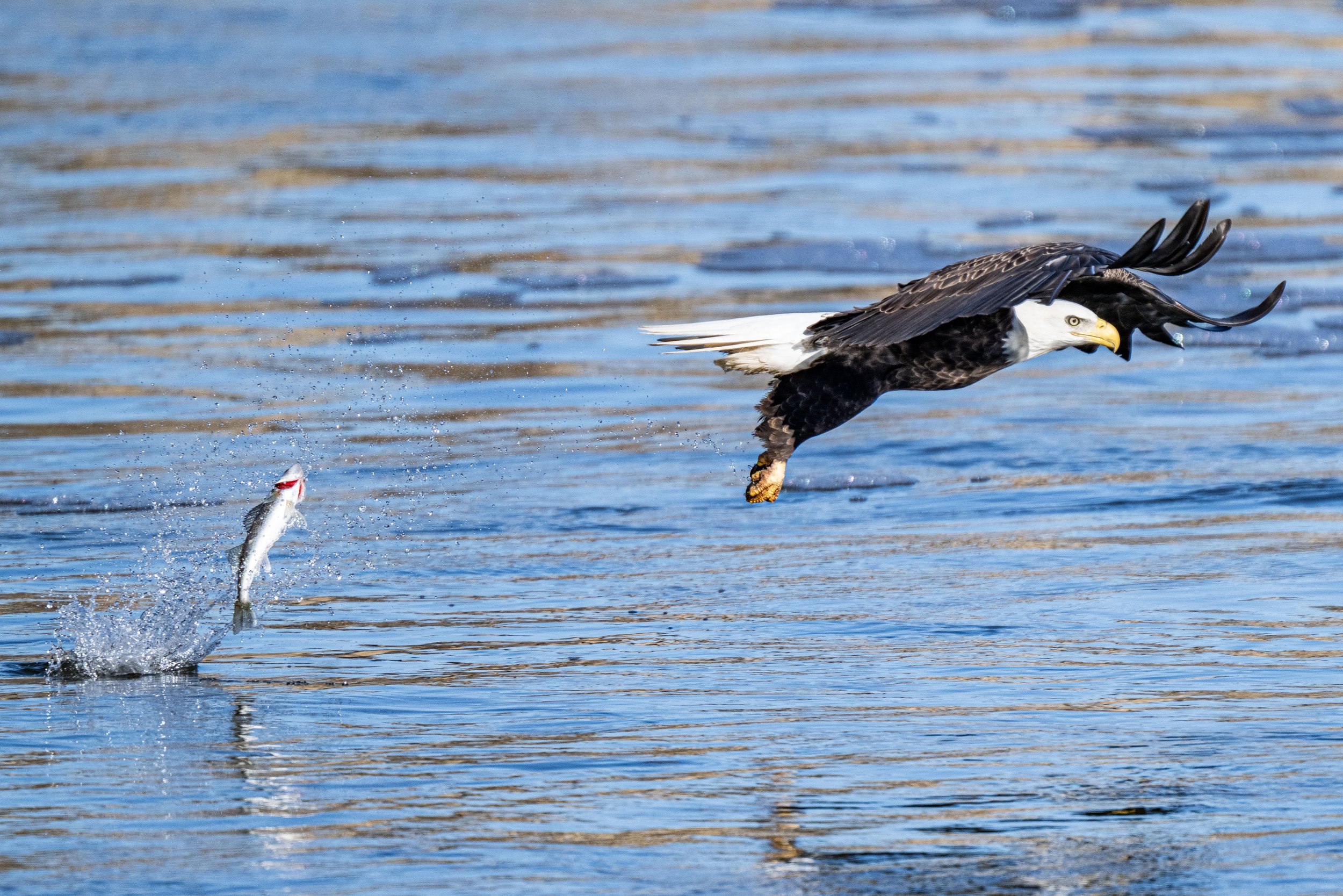 A bald eagle misses the catch at Conowingo Dam during a fishing episode