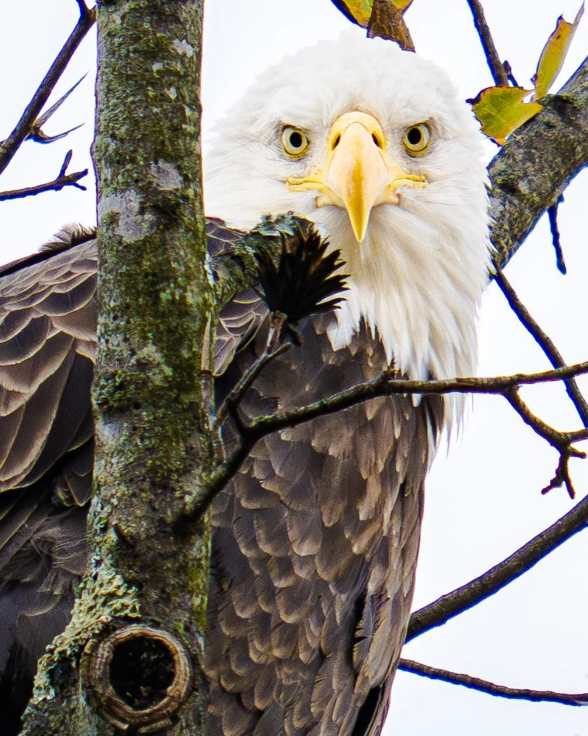 A bald eagle stares down from a tree at Conowingo dam