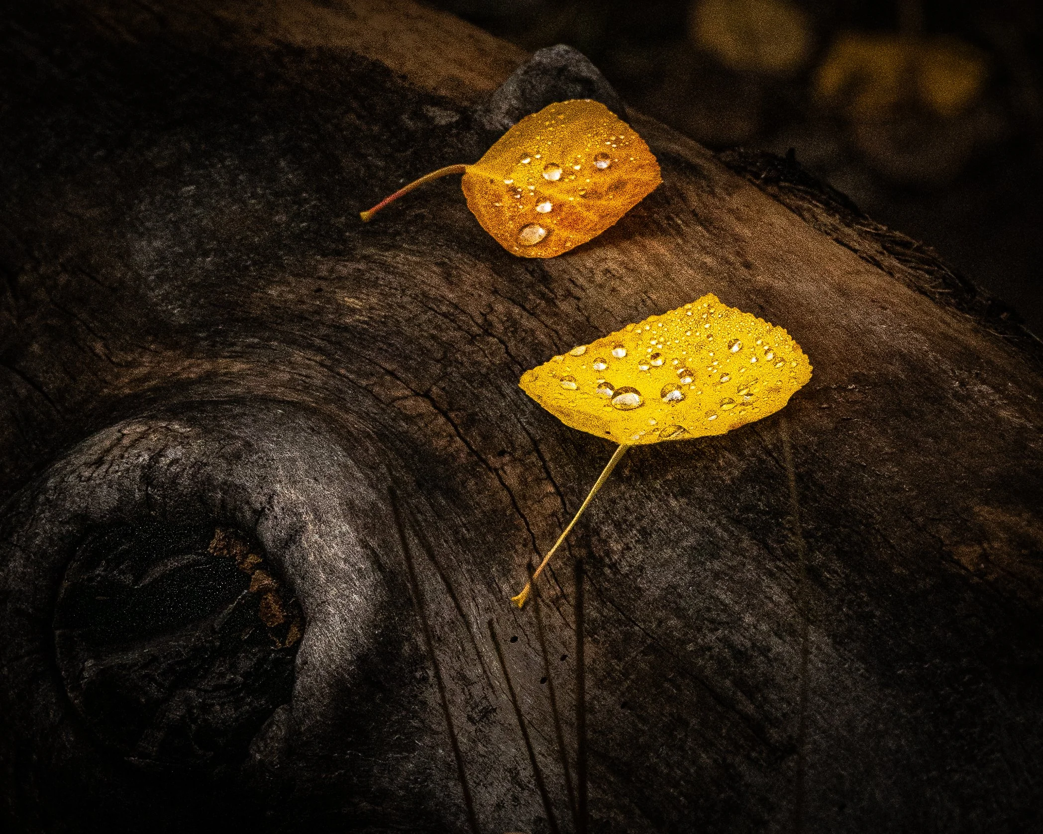 Close up of aspen leaves with water droplets deep within the Santa Fe National Forest