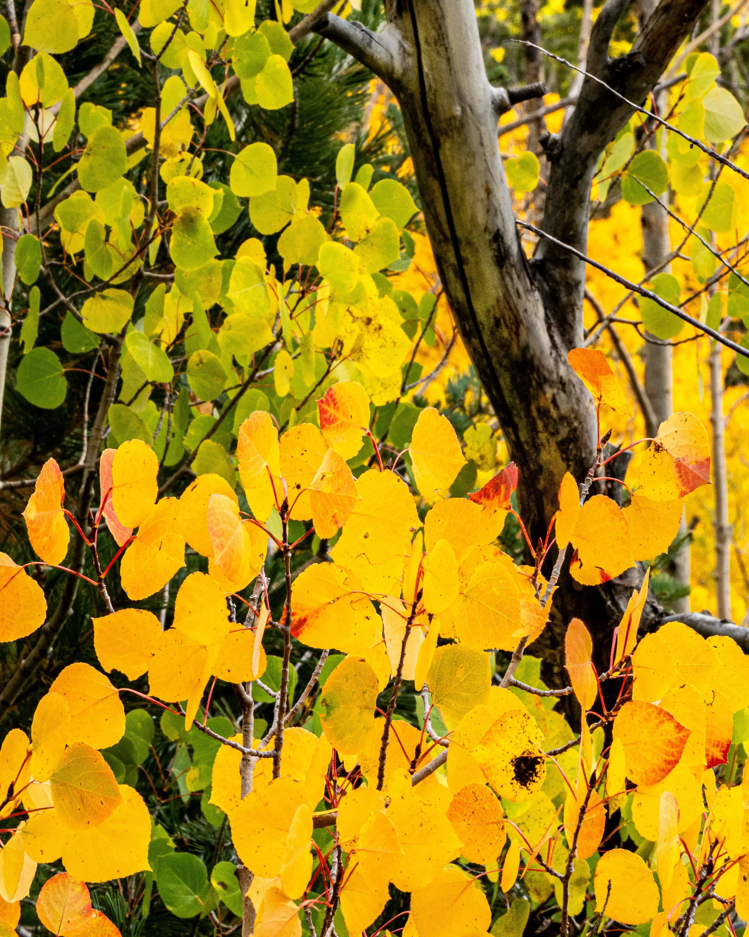 Aspen stems attach to leaves at 90-degree angles, causing them to flutter ("quake") in even light breezes.