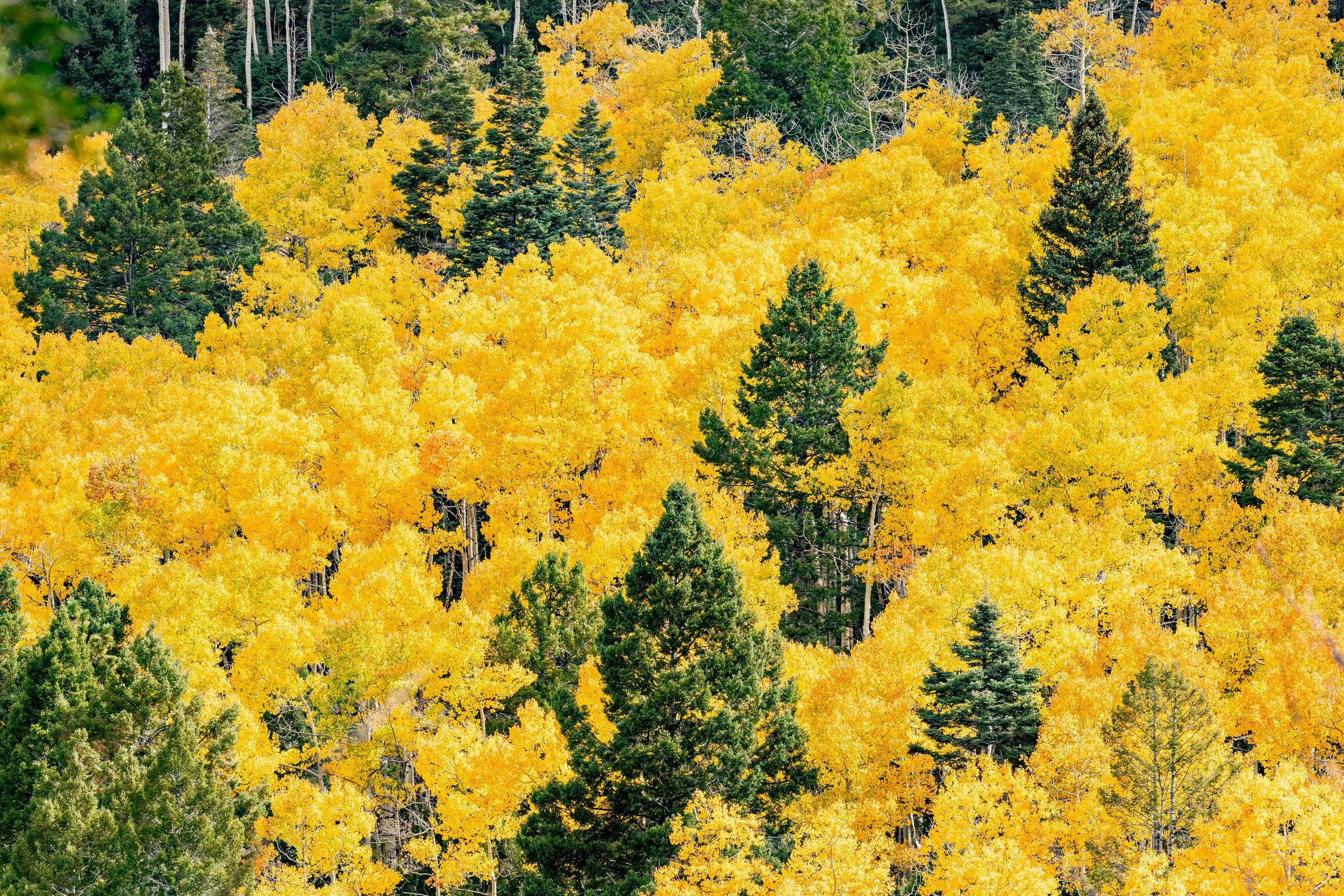 Golden Aspen trees illuminated by a dazzling fall sun