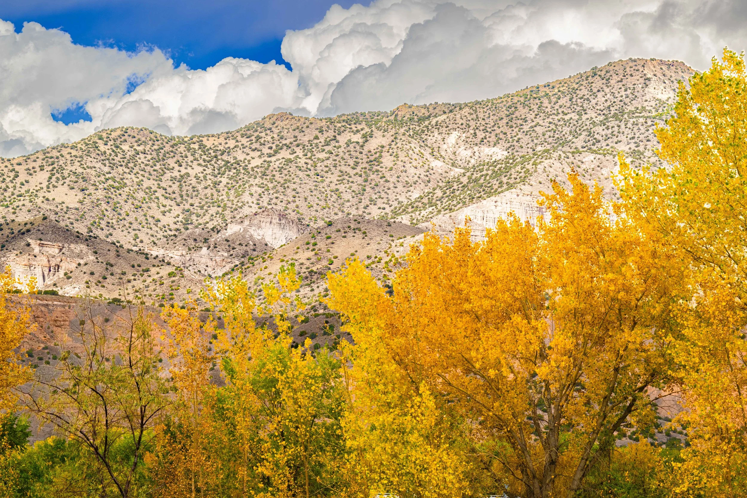 Fall colors against a white mountain and blue sky in New Mexico