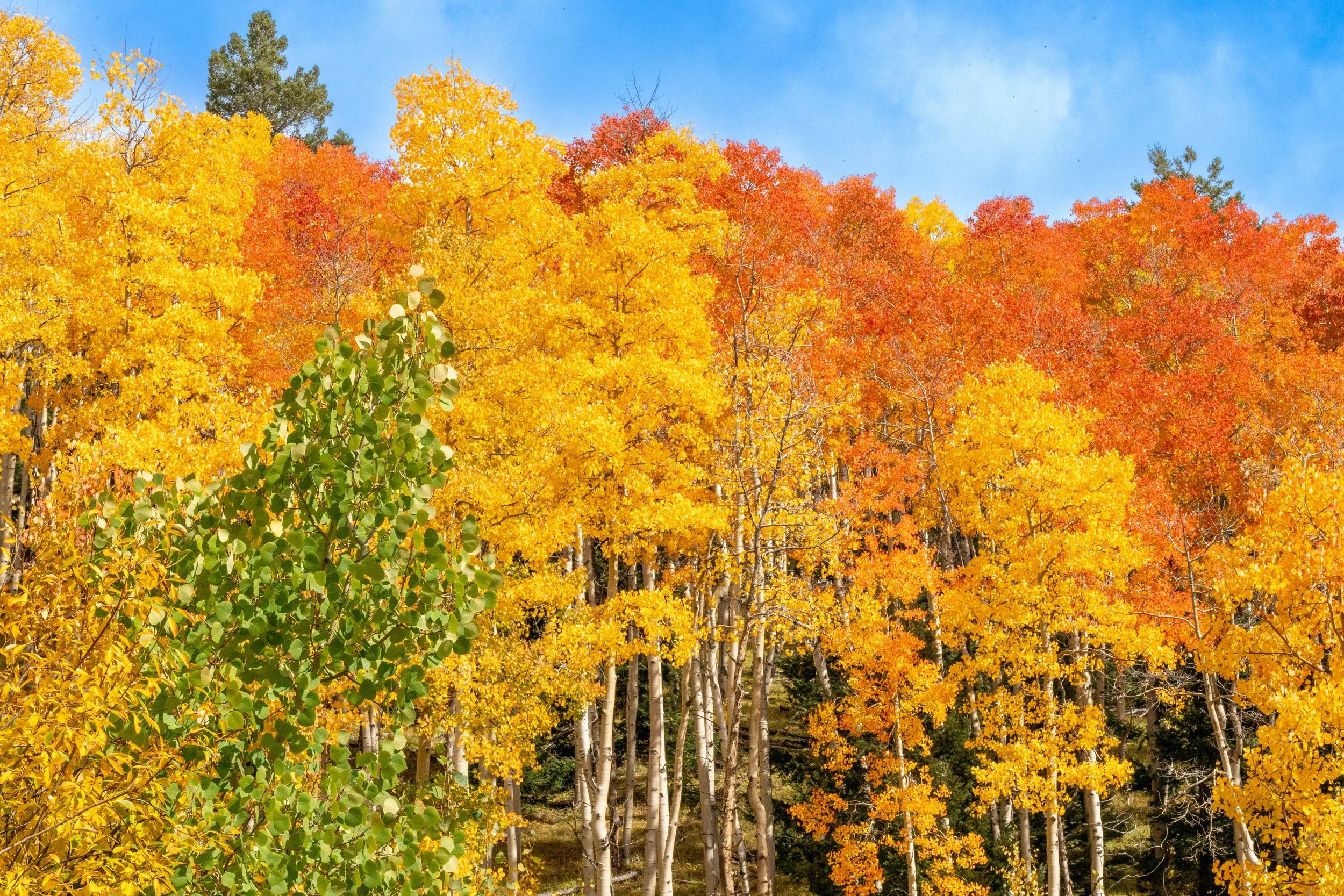 Aspen trees in various stages of fall color