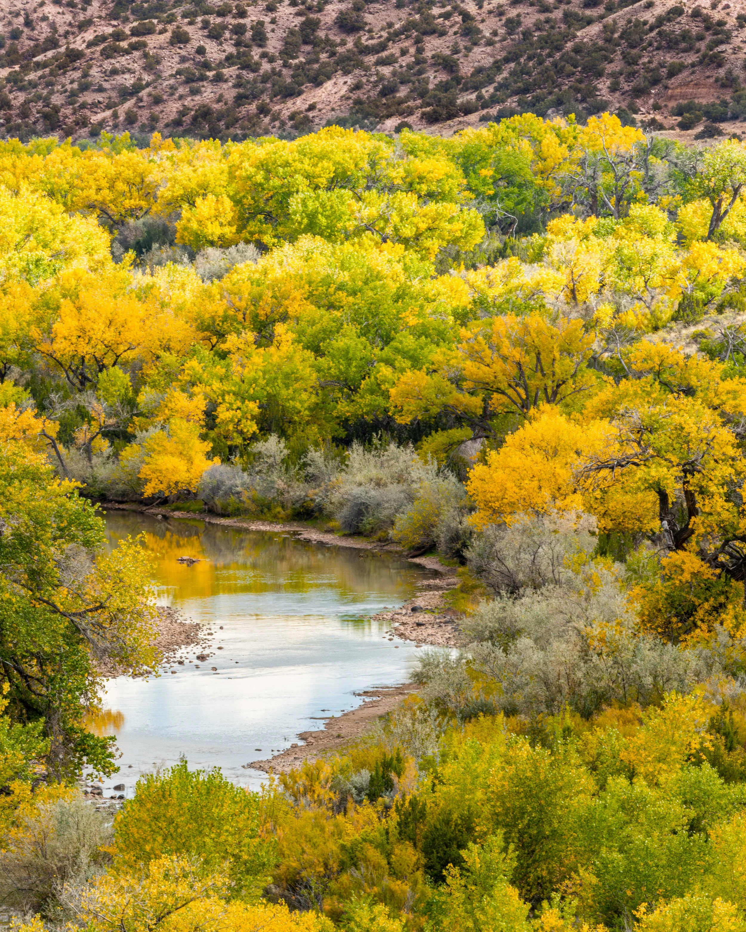 Golden cottonwoods line the Rio Chama at the Route 84 overlook
