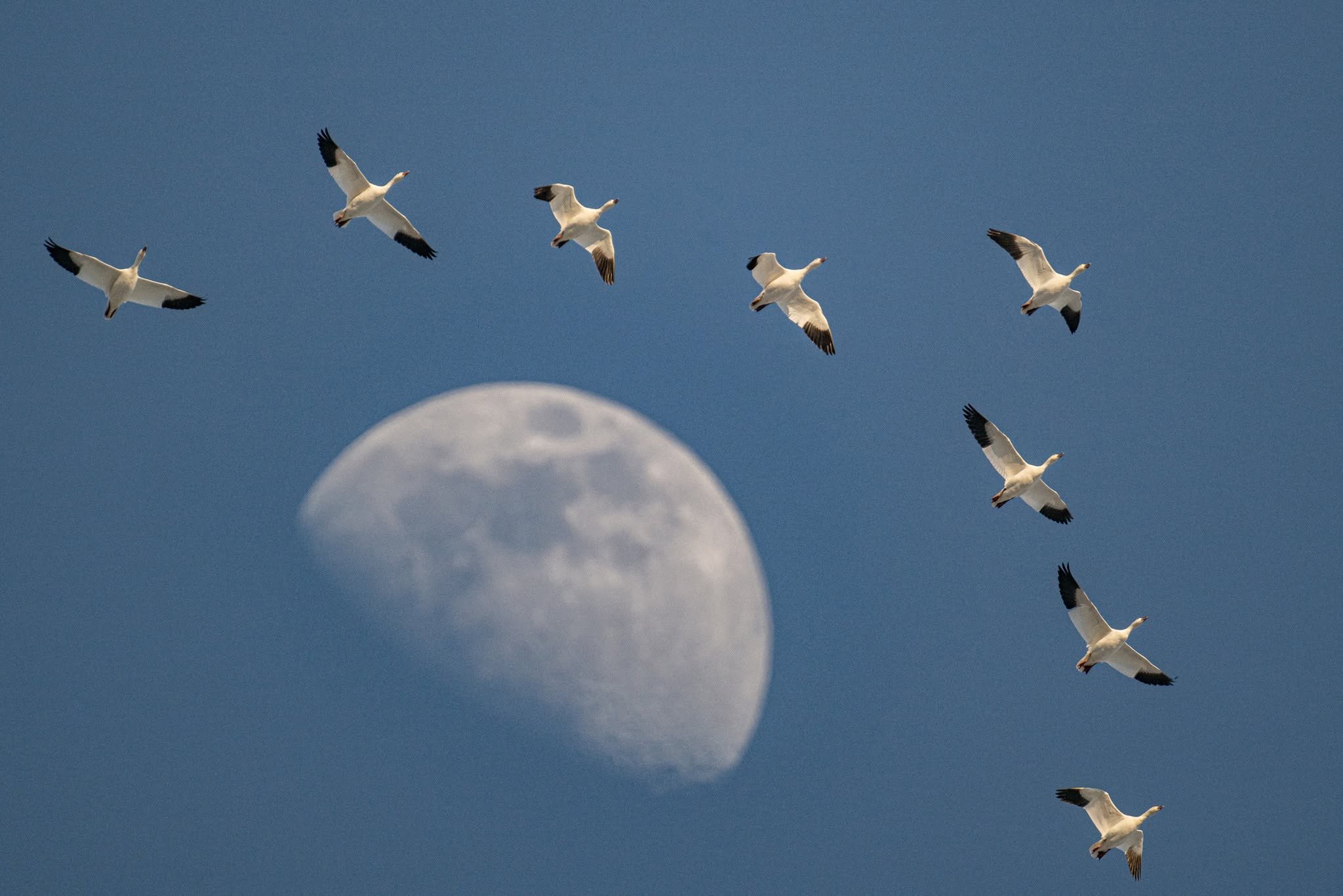 Snow geese surround an early rising moon at the Middle Creek Reservoir.