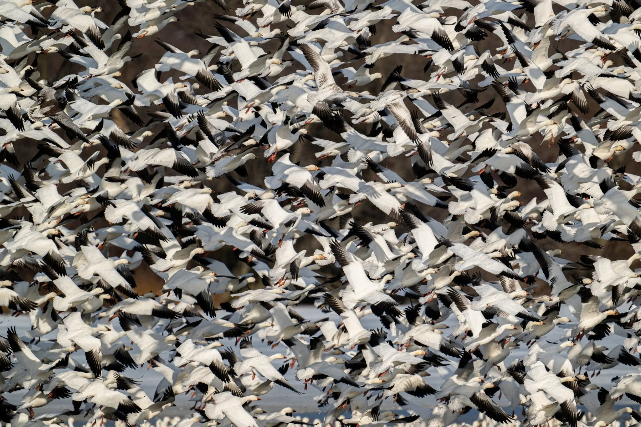 Just 60,000 or so snow geese ...
