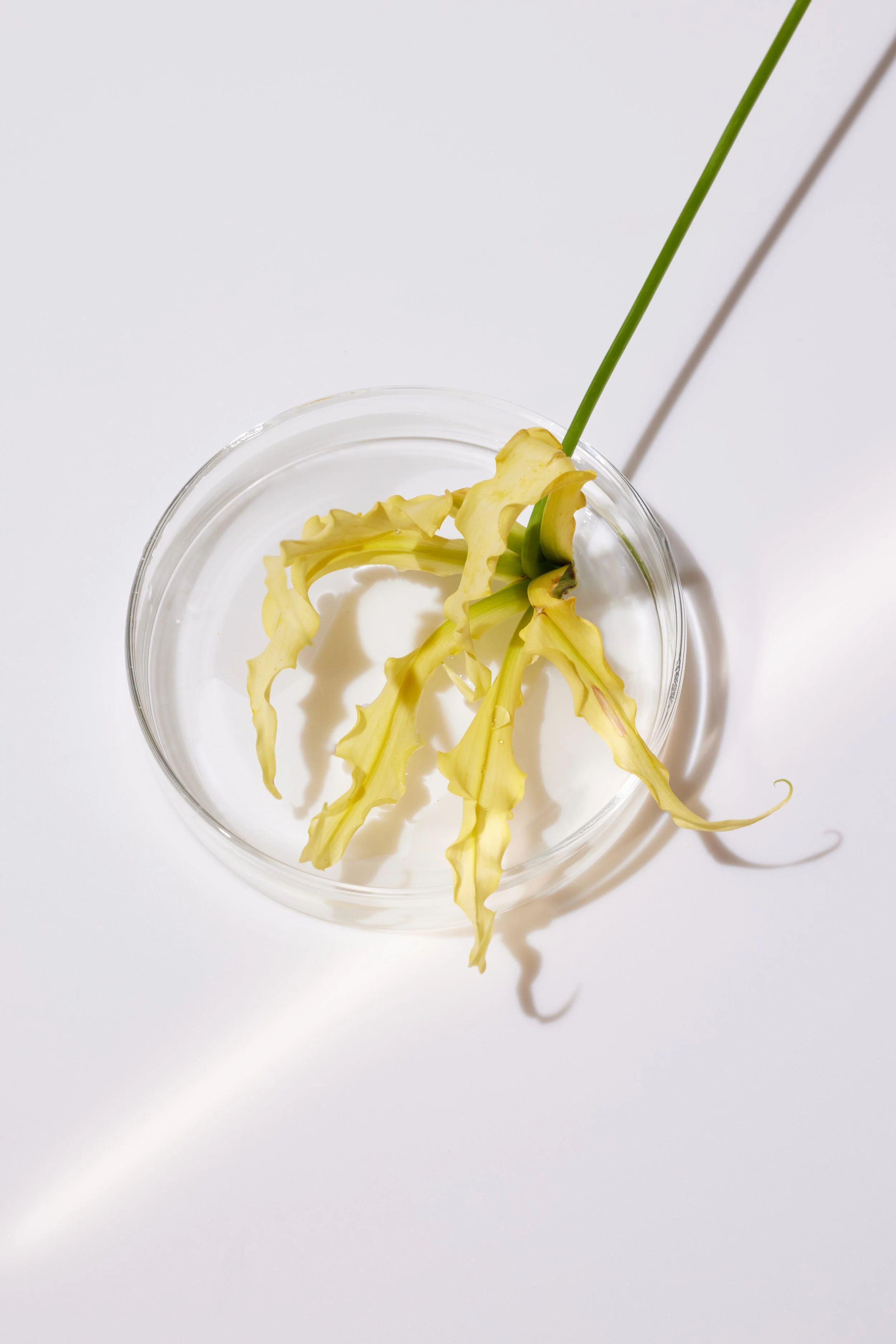 F22_Fragrance_Ingredients_YlangYlang_GL_1373.jpg