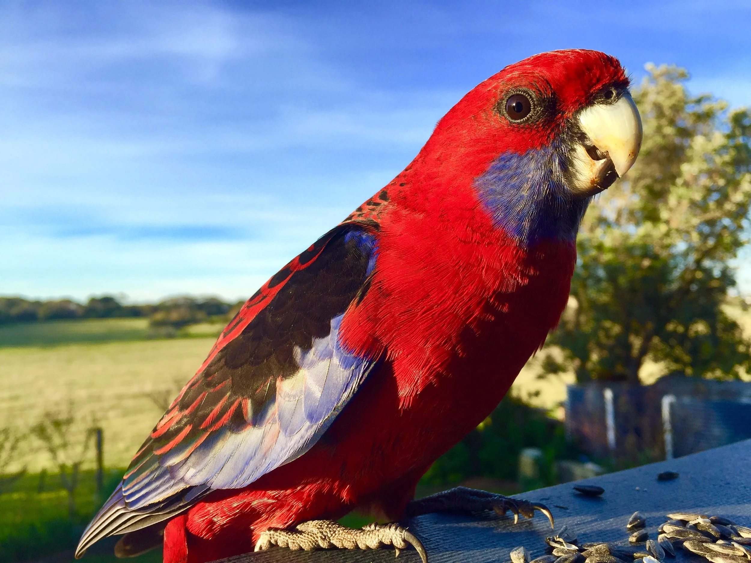 20 11 aRosella Birdlife IMG_1337.jpg