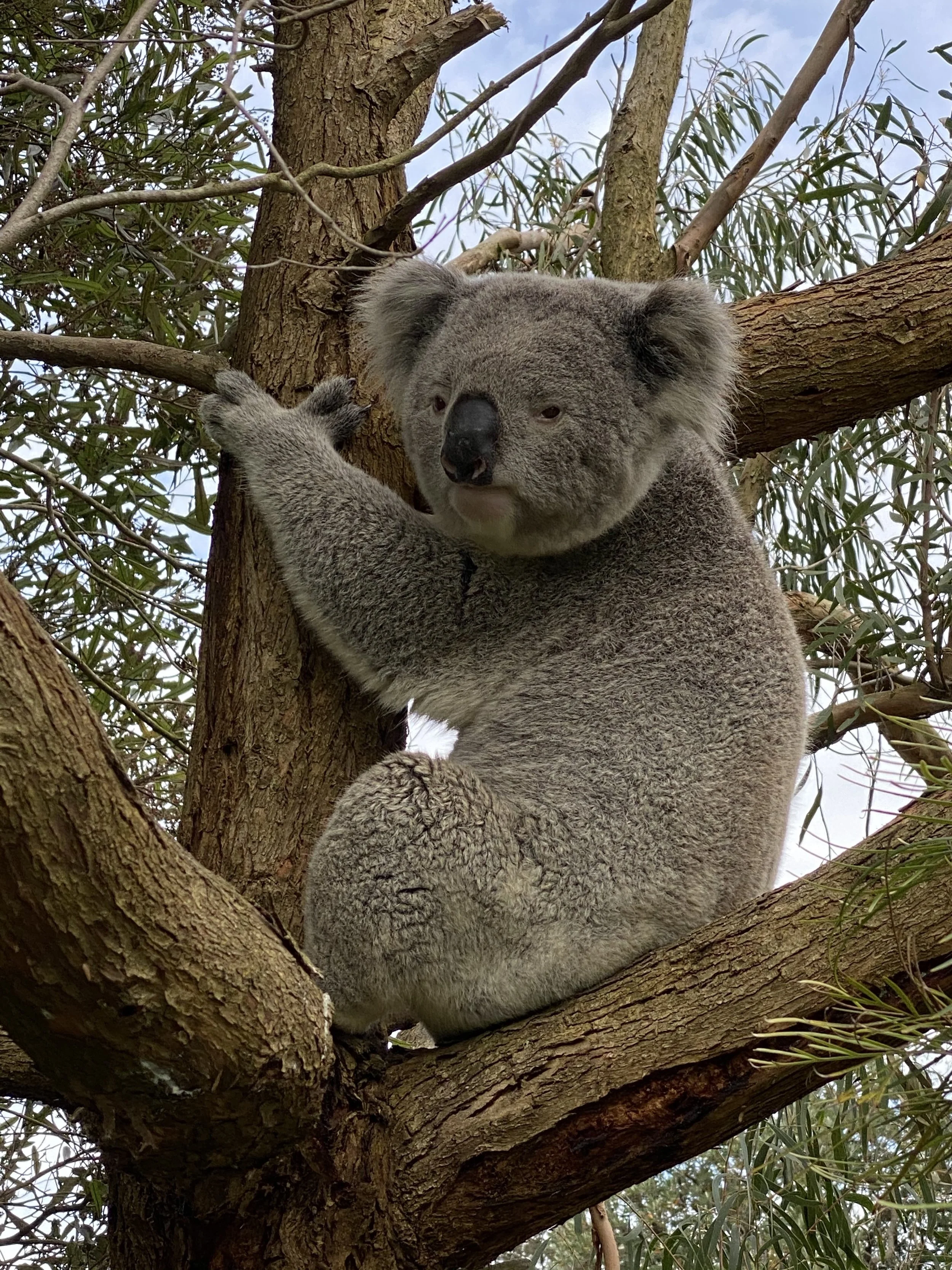 20 Koala visitor 2.jpg