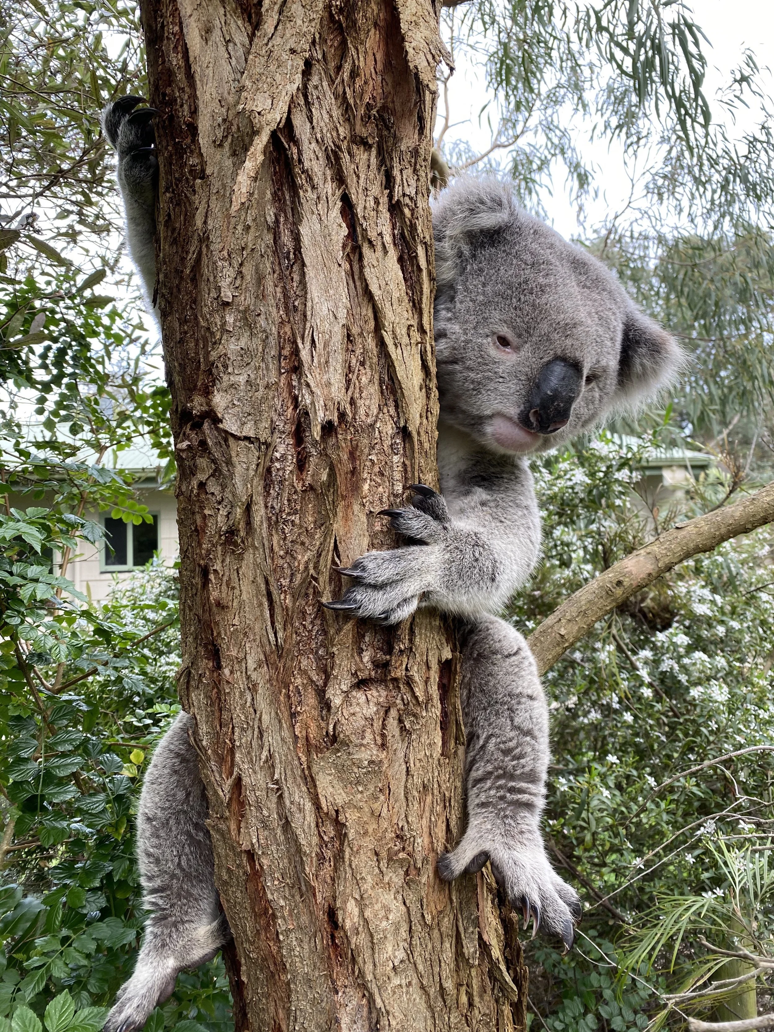 12 Koala Visiting  smaller.jpg