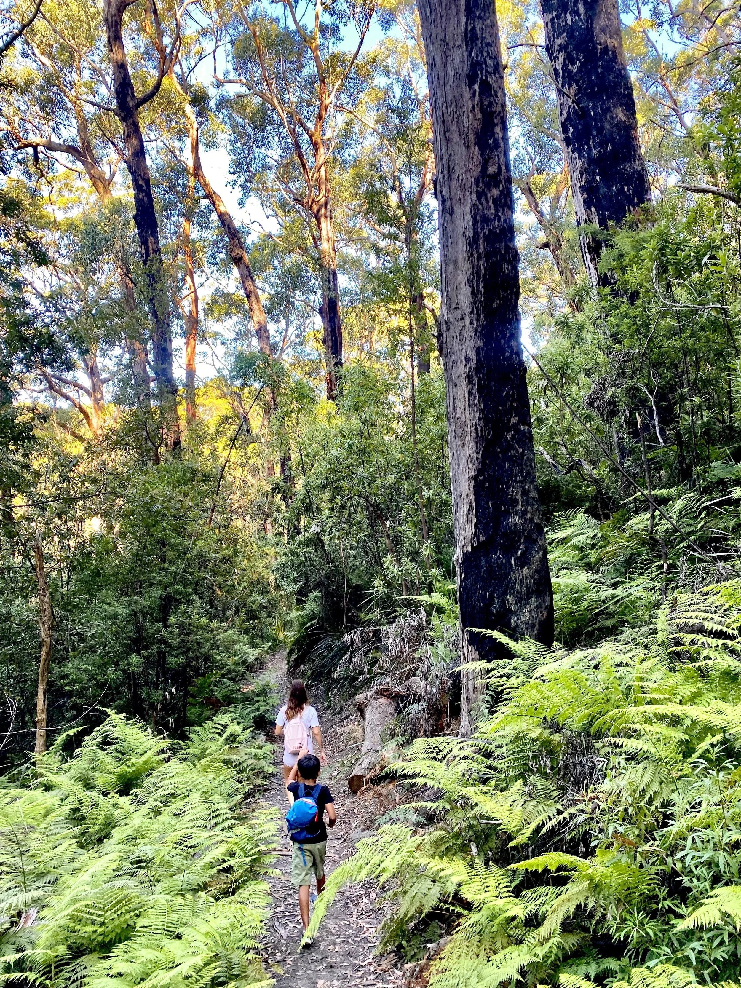 12 Walking Lilly Pilly  smaller.jpeg