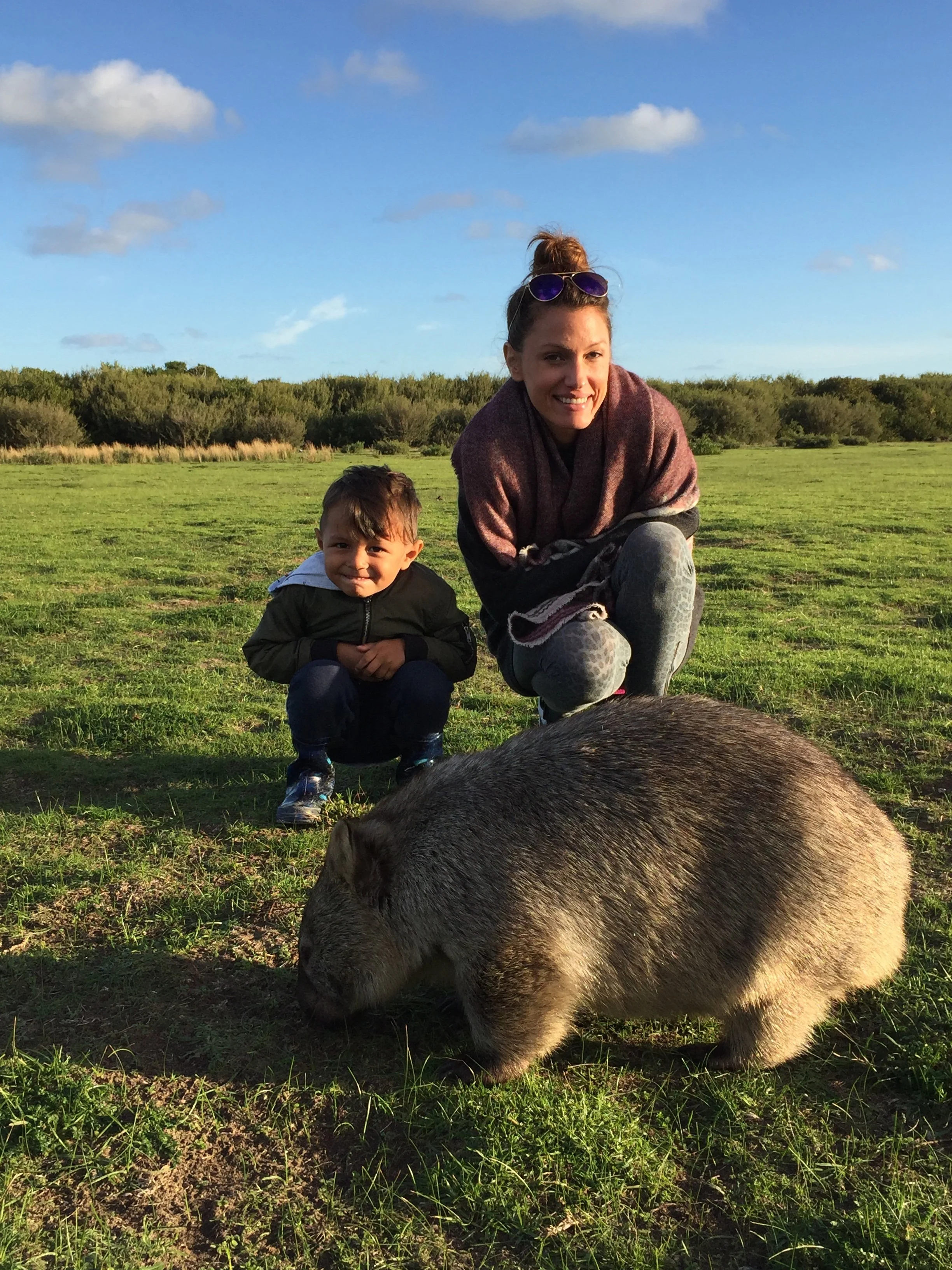 15 9 Amazing Wildlife Wombat IMG_9086.JPG