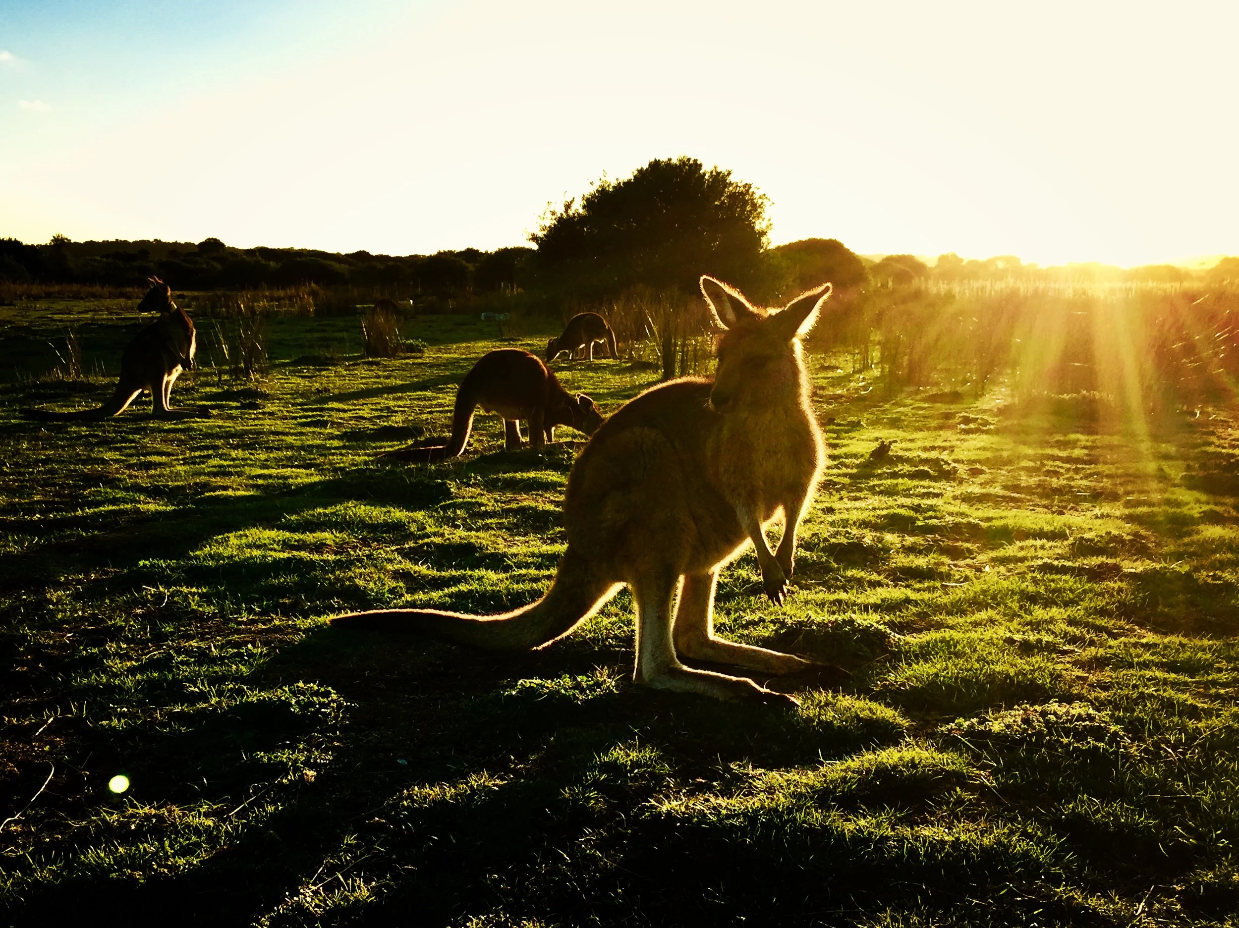 19 11 Amazing Wildlife Kangaroo.JPG
