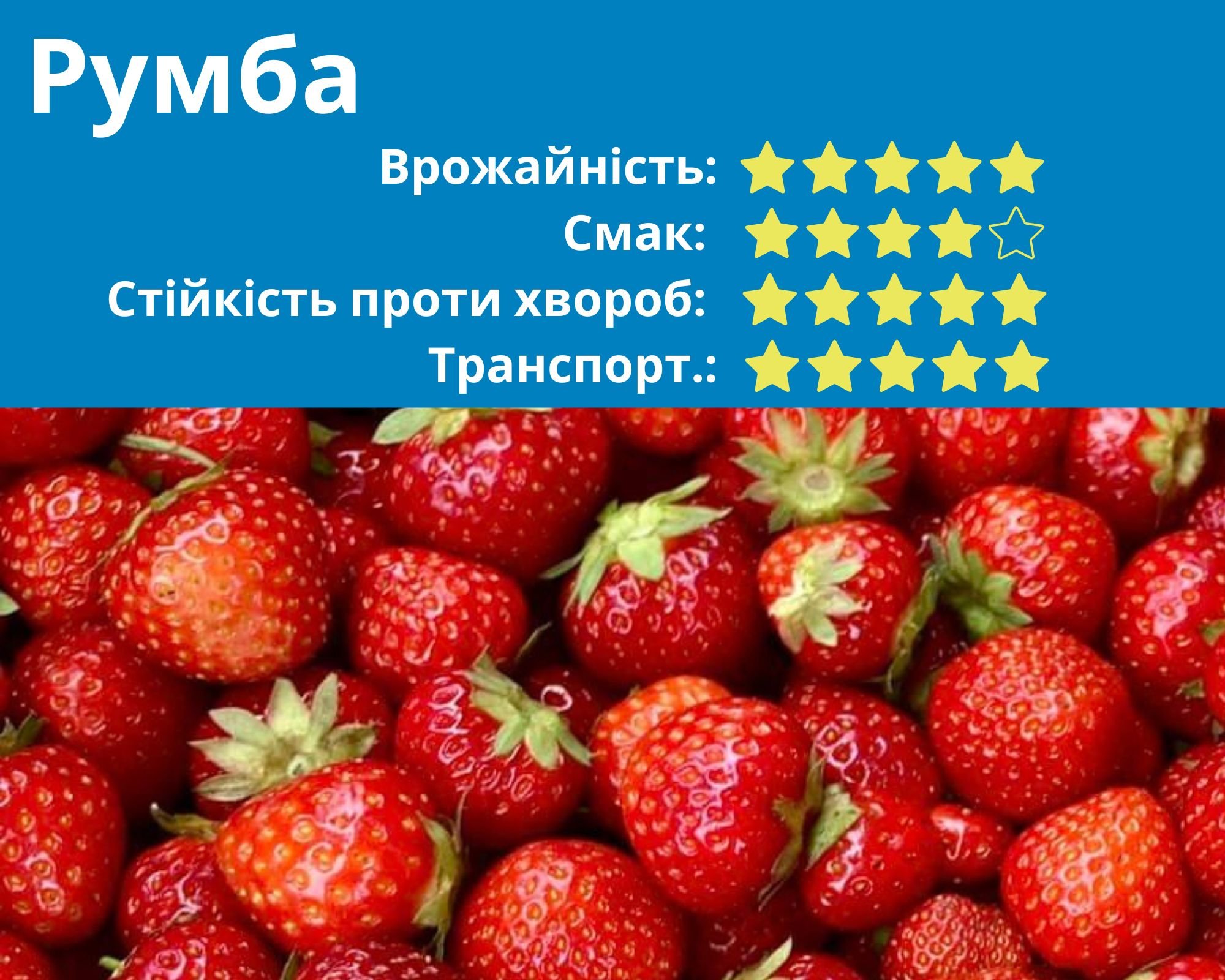 РУМБА / RUMBA : Ранній сорт, який вже добре зарекомендував себе в Україні. Сорт невибагливий у вирощуванні, отже може буде цікавий для виробників через невисоку собівартість. 
Збір починається одночасно с сортом Хонейо (5-6 днів до початку плодоношен