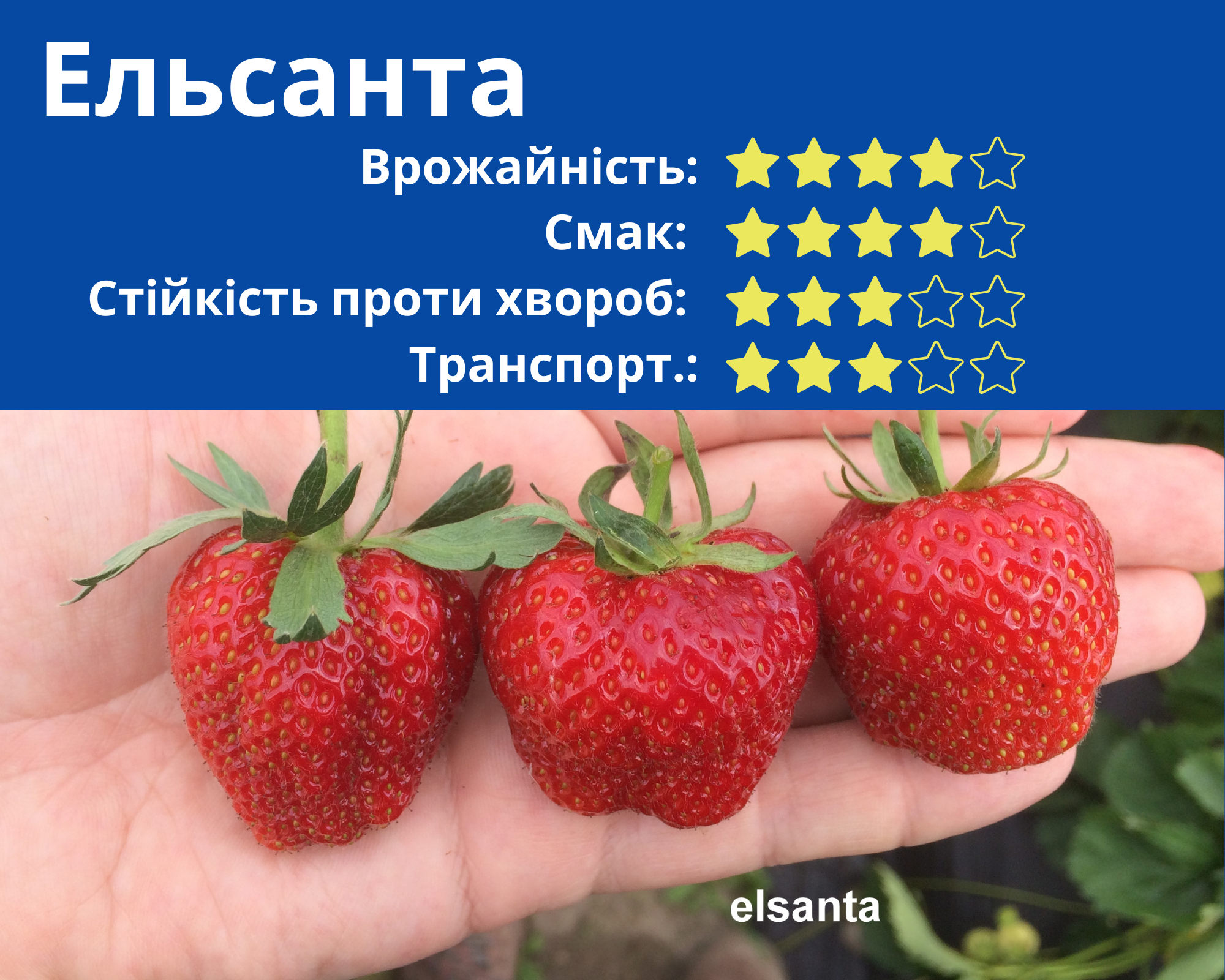 ЕЛЬСАНТА / ELSANTA : сорт середнього терміну дозрівання з виключними смаковими характеристиками. Сорт має соковиті, солодкі ягоди з характерним суничним ароматом. Ягоди одномірні, яскраво-червоні. Сама ягода більш щільна, але потребує частих зборів (