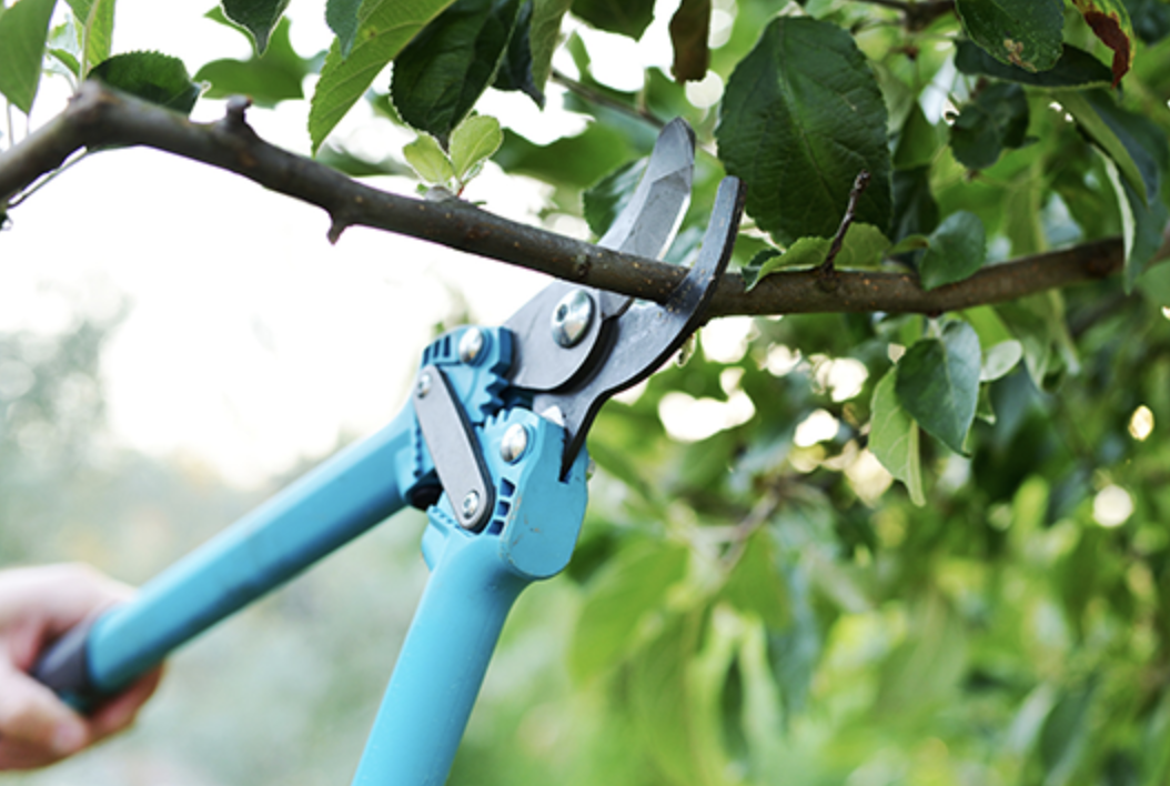 When to Prune My Trees?