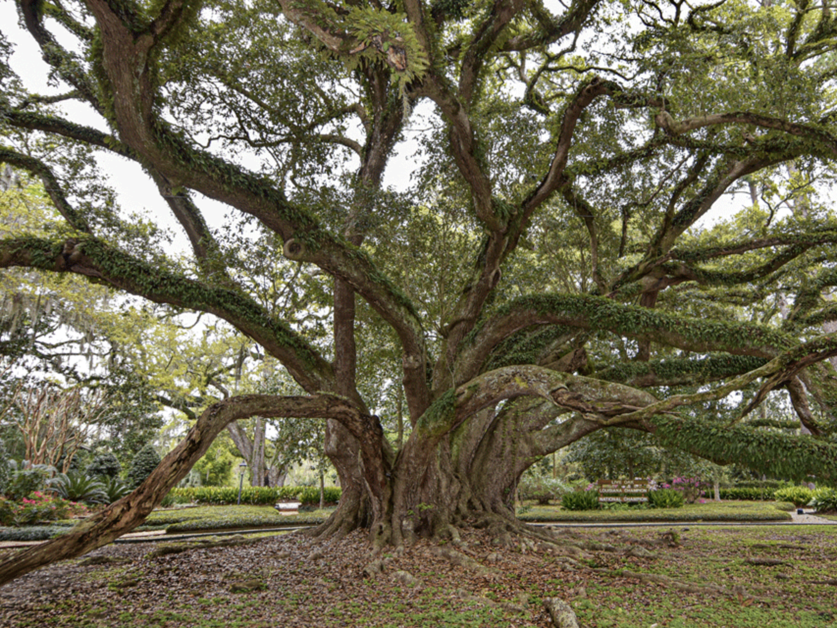 All About the Majestic Live Oaks in New Orleans