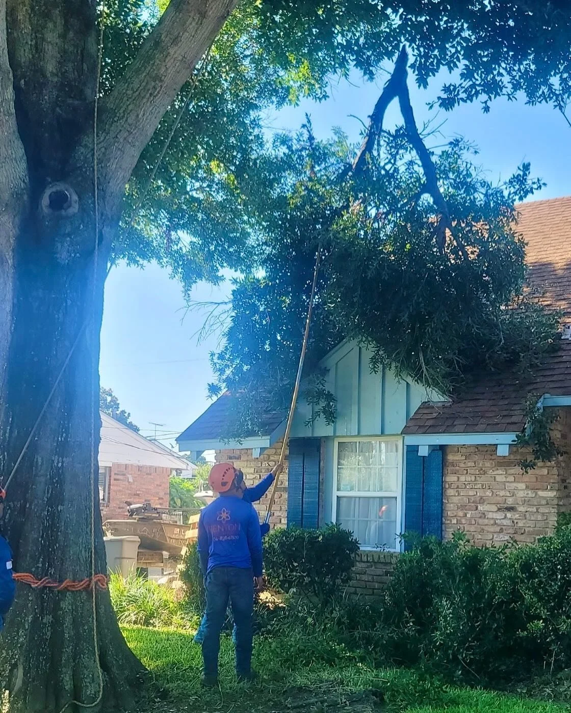 17 years of serving New Orleans! Benton Tree Service specializes in large removals, stump grinding, pruning and tree work in close spaces that could be difficult for others to do. DM for a FREE estimate. #neworleans #treeservice #bentontreeservice #n