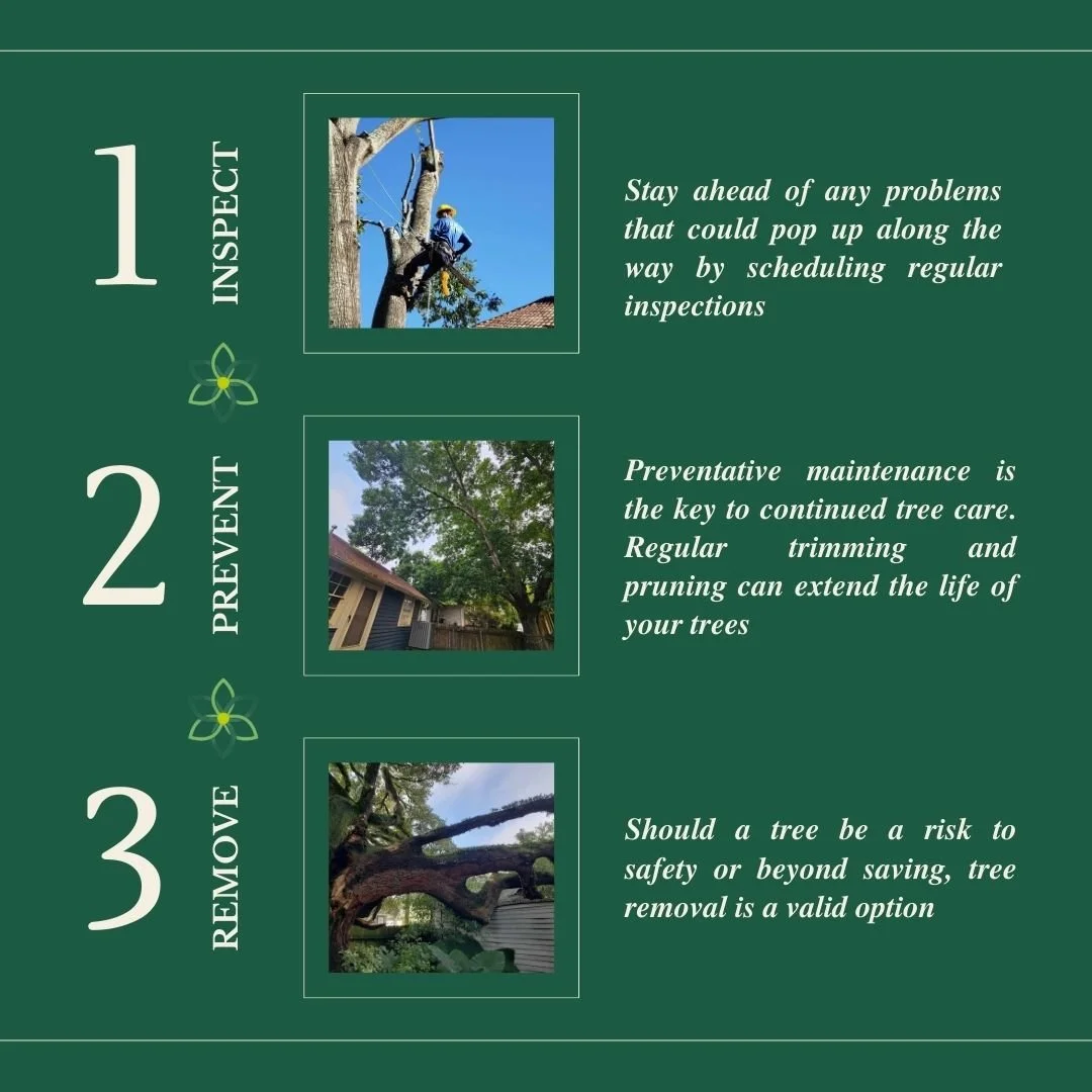 Summer is the perfect time for tree maintenance! Ensure your property is safe and stunning with our professional tree services. Contact us today for a free estimate. 🌿🏡 #TreeMaintenance #SafeAndGreen