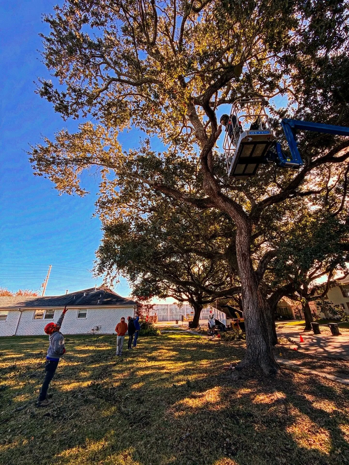 teamwork makes the dream work here at Benton Tree Service 🌳 call us for a free estimate ✨

#bentontreeservice #treeservicenola #treecarenola