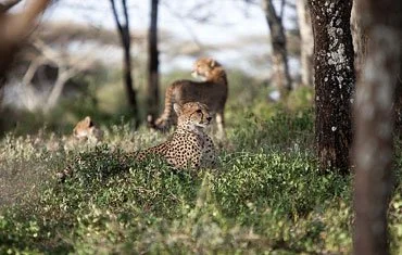 2-Day Tanzania Safari