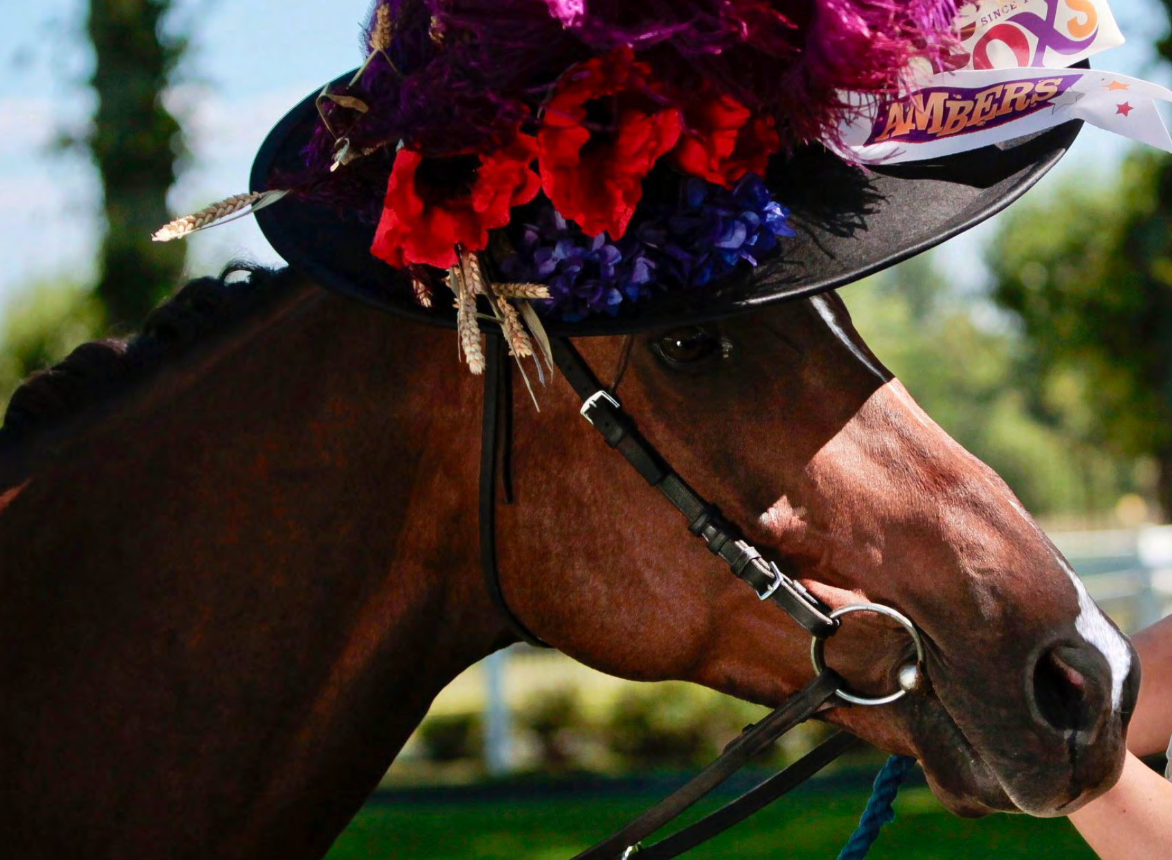 A brown horse wearing a black hat decorated with red, purple, and blue flowers, with a ribbon that says 'Amber's'.