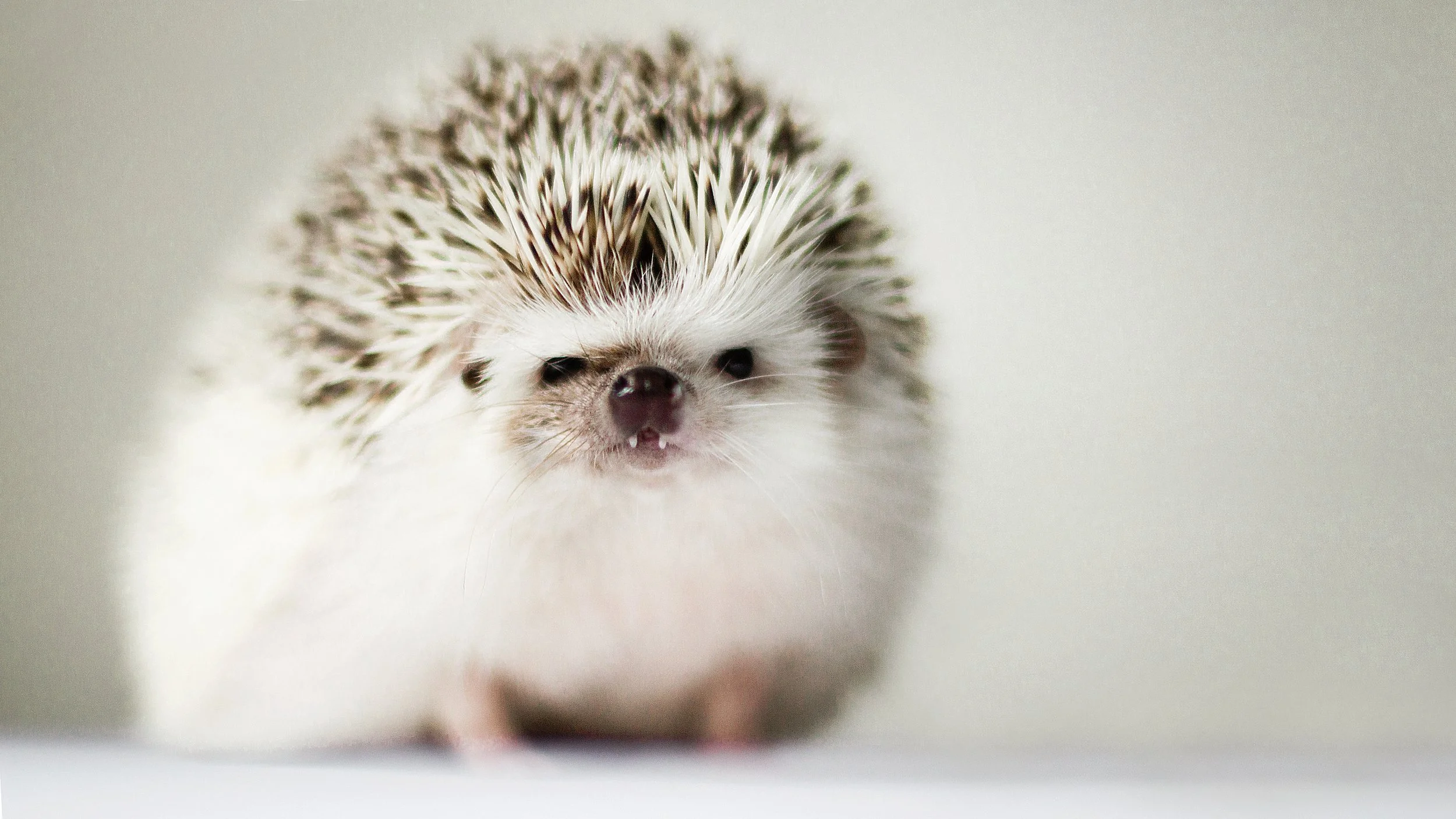 Creativity Is a Hedgehog 