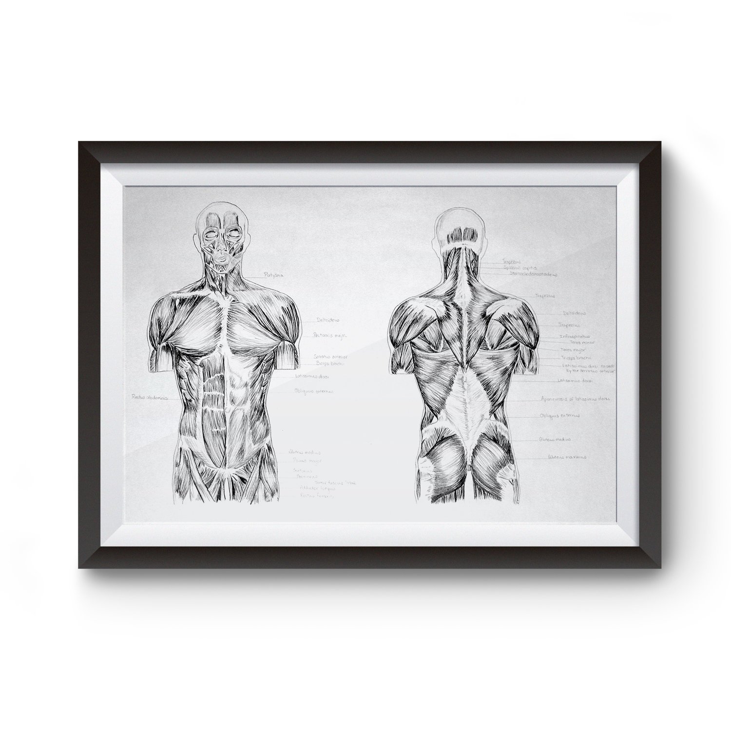 anatomy_artwork.jpg