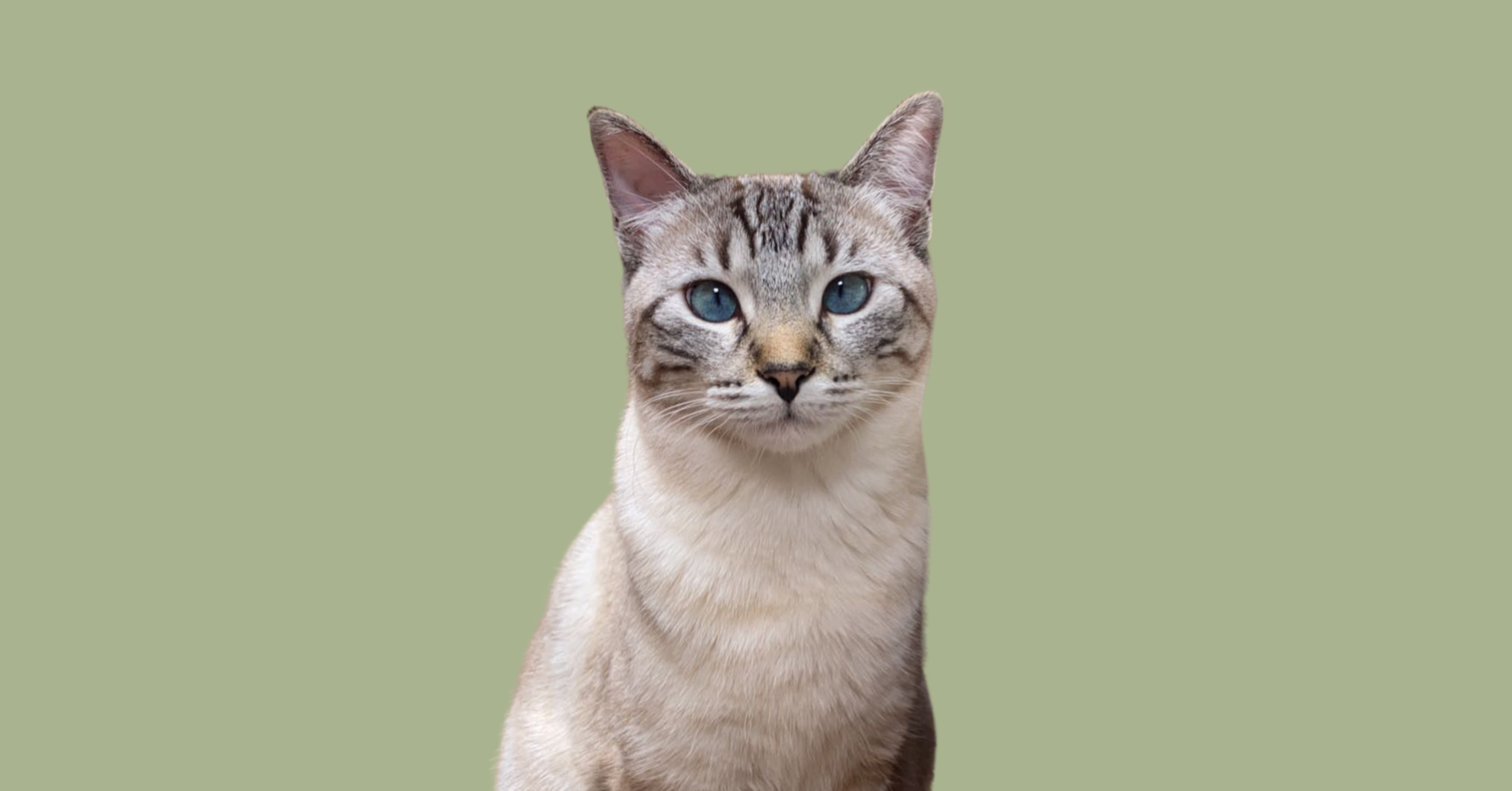 PROWL (16).png