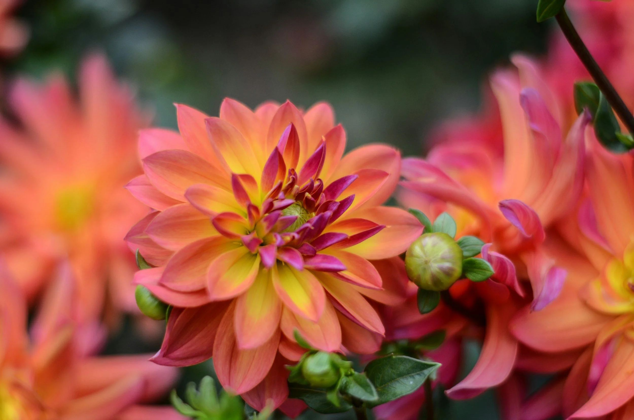 Close-up of orange and pink dahlia flowers with green buds and leaves.