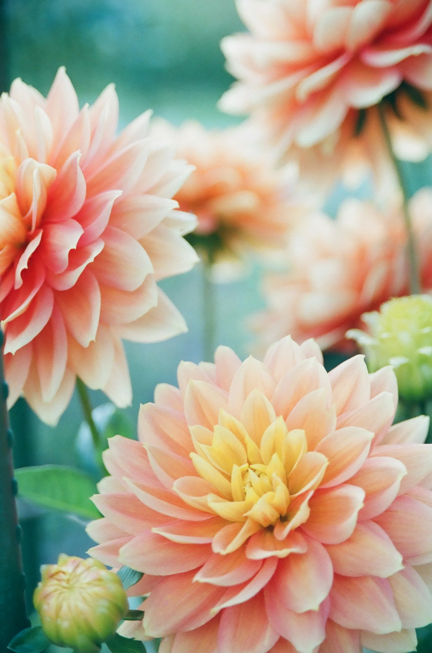 Close-up of pink and yellow dahlia flowers with a blurred background.