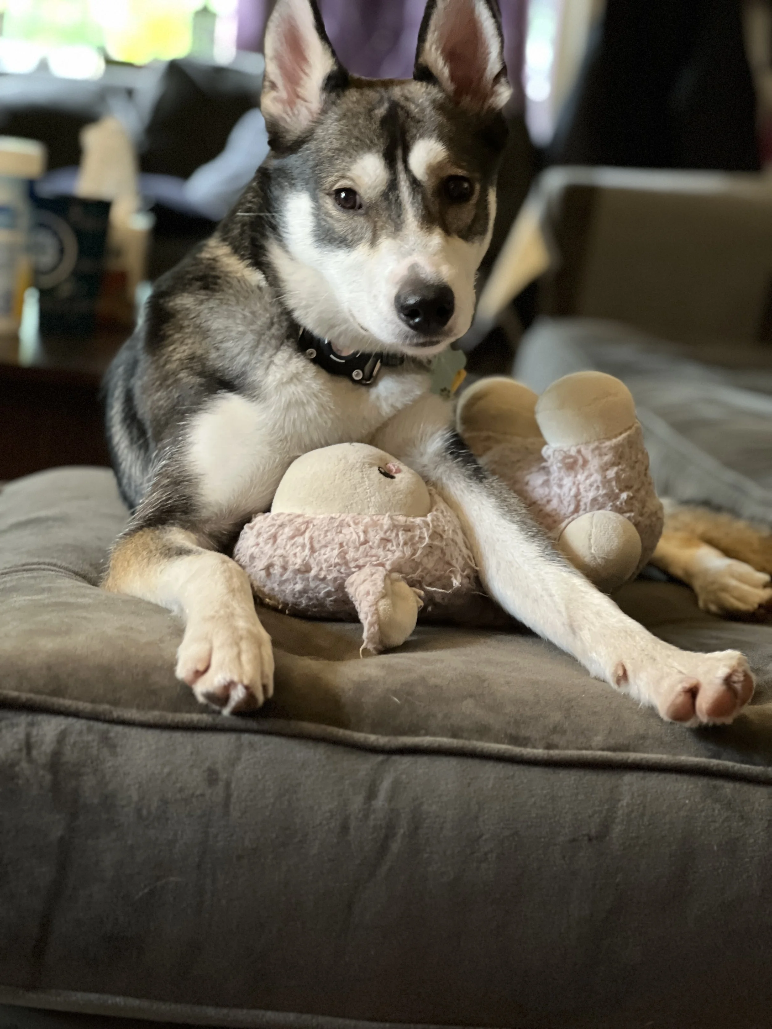A husky dog with striking blue eyes sitting on a couch, with plush stuffed animal toys tucked under its front legs.