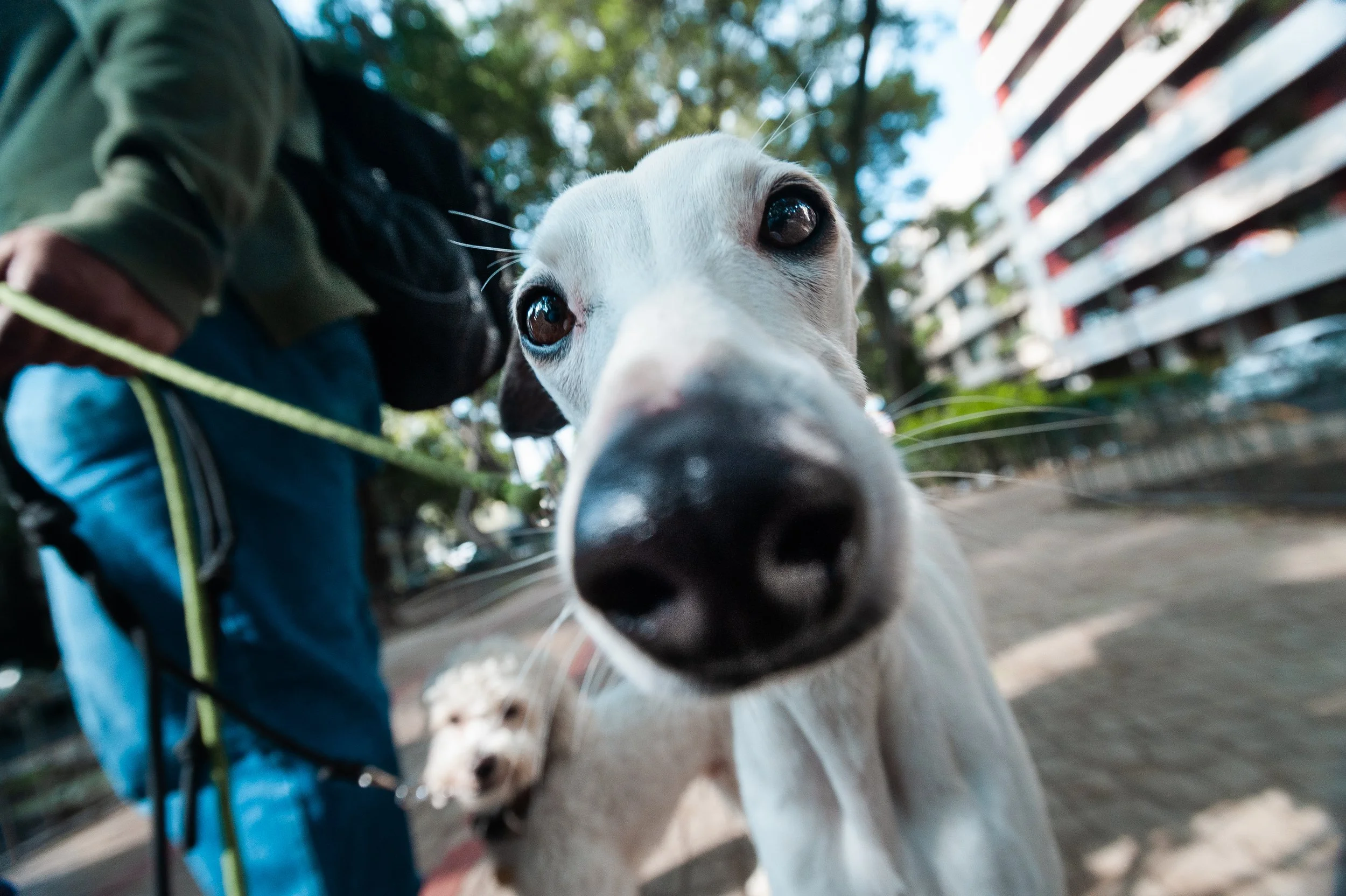 Dogs of Condesa Park, Mexico City