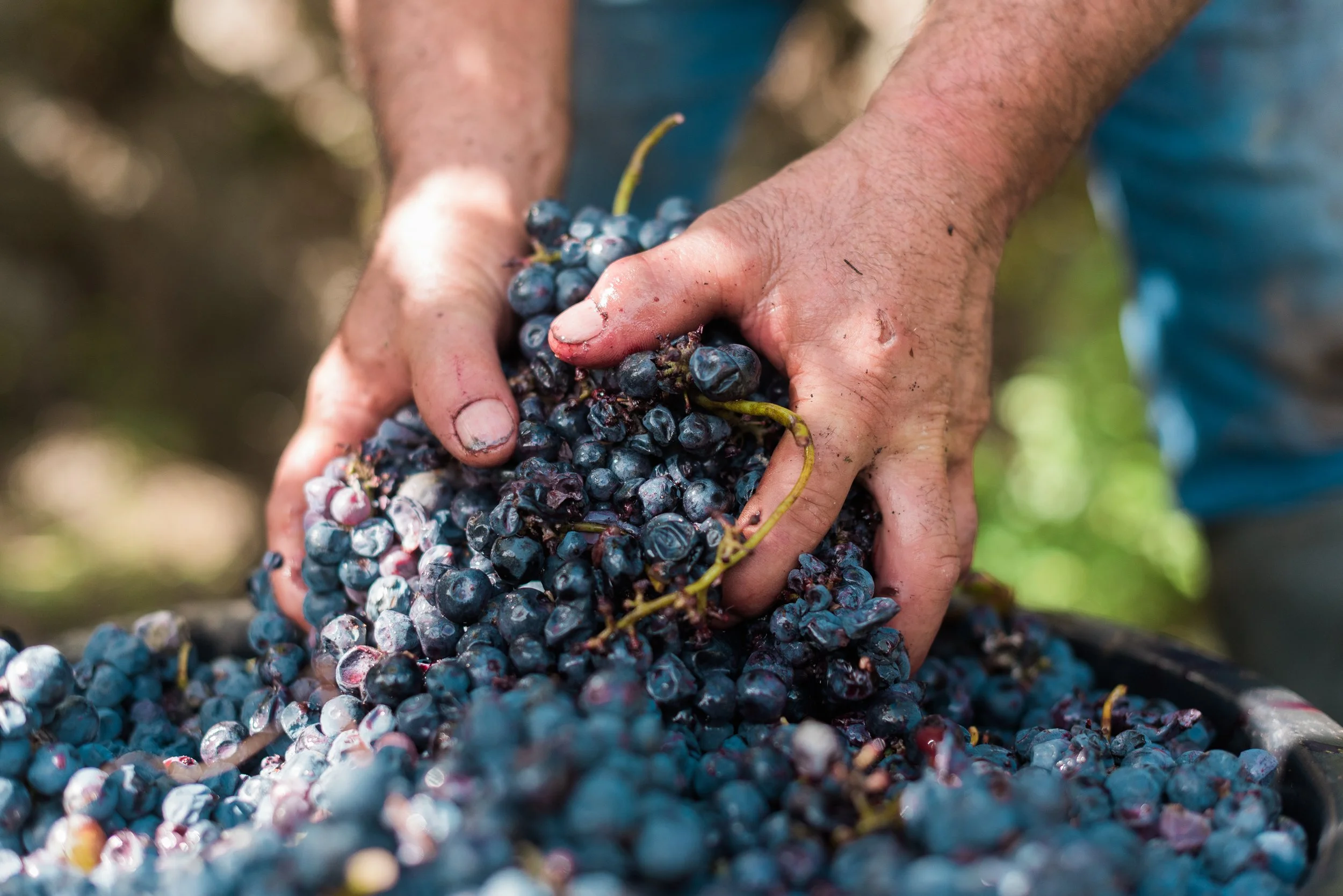North Portugal wine harvest