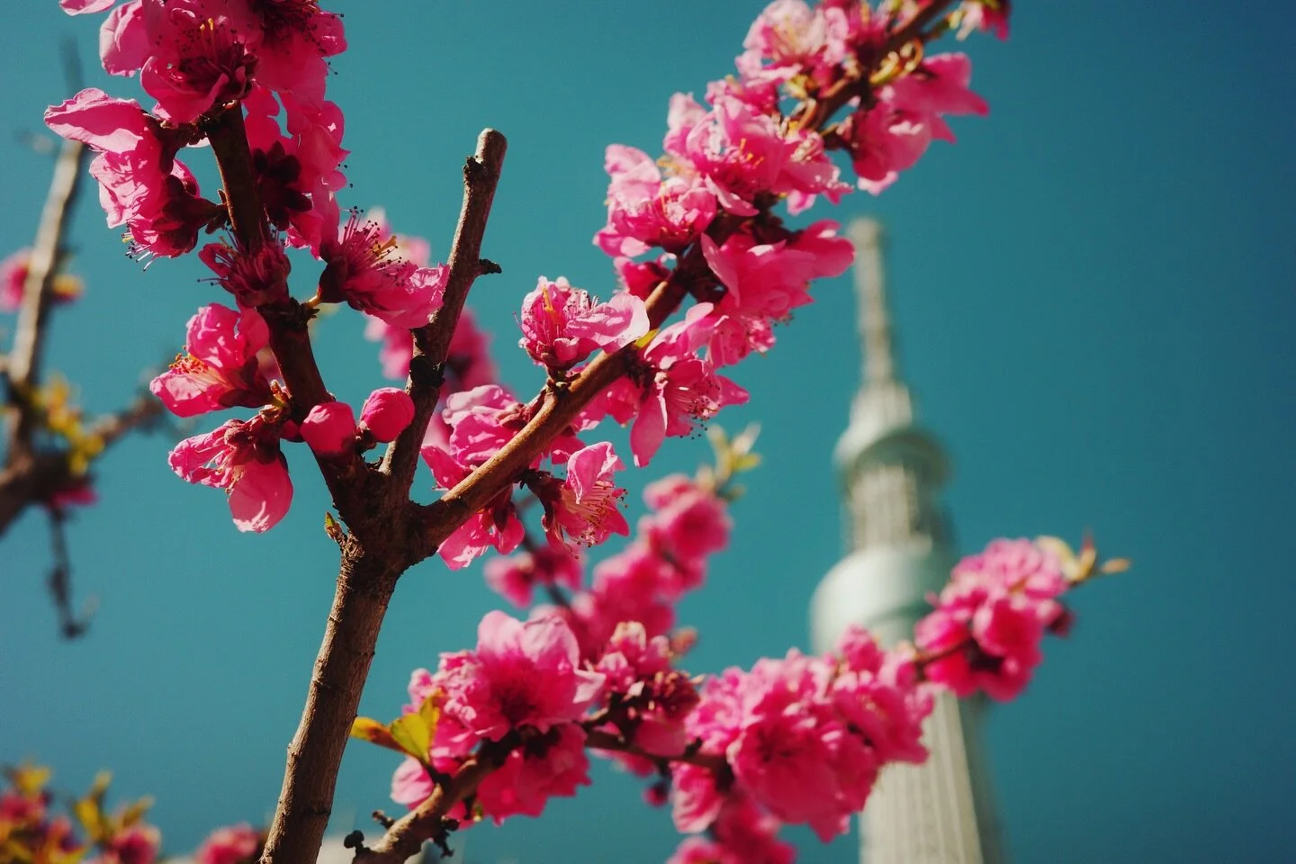 Spring color pop

#cherryblossoms #sumida #tokyoskytree #spring #tokyophotographer #tokyotravel #japantrip #japanphotographer #ricohgr #ricohgr3x #ricohgriiix #straightoutofcamera #tokyo #sakura #tokyogram #portraitphotographer #travelphotographer