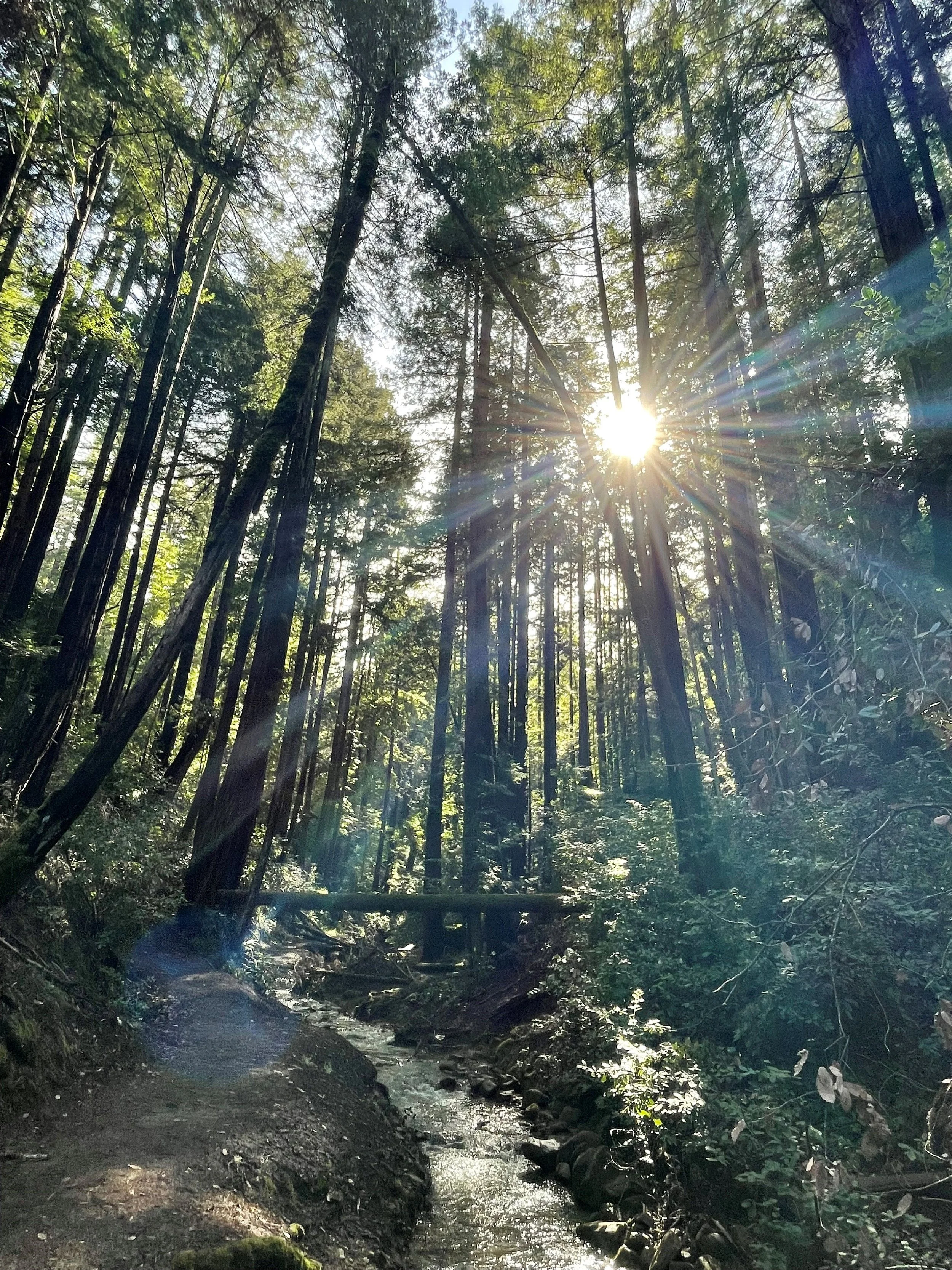 Huddart Park (public session)