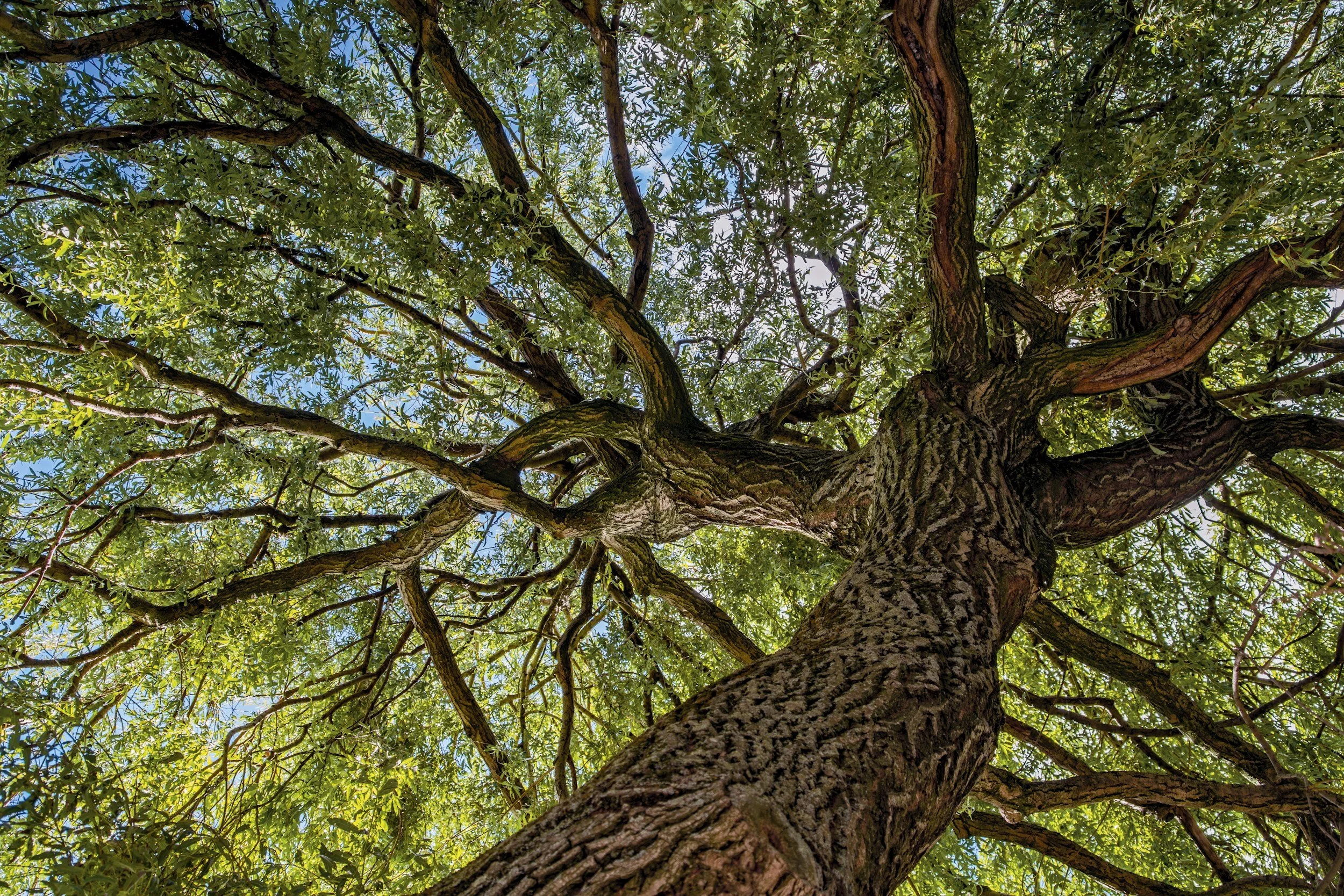 Looking up at a large tree with thick, textured bark and sprawling branches covered in green leaves, with a blue sky and some clouds visible through the foliage.