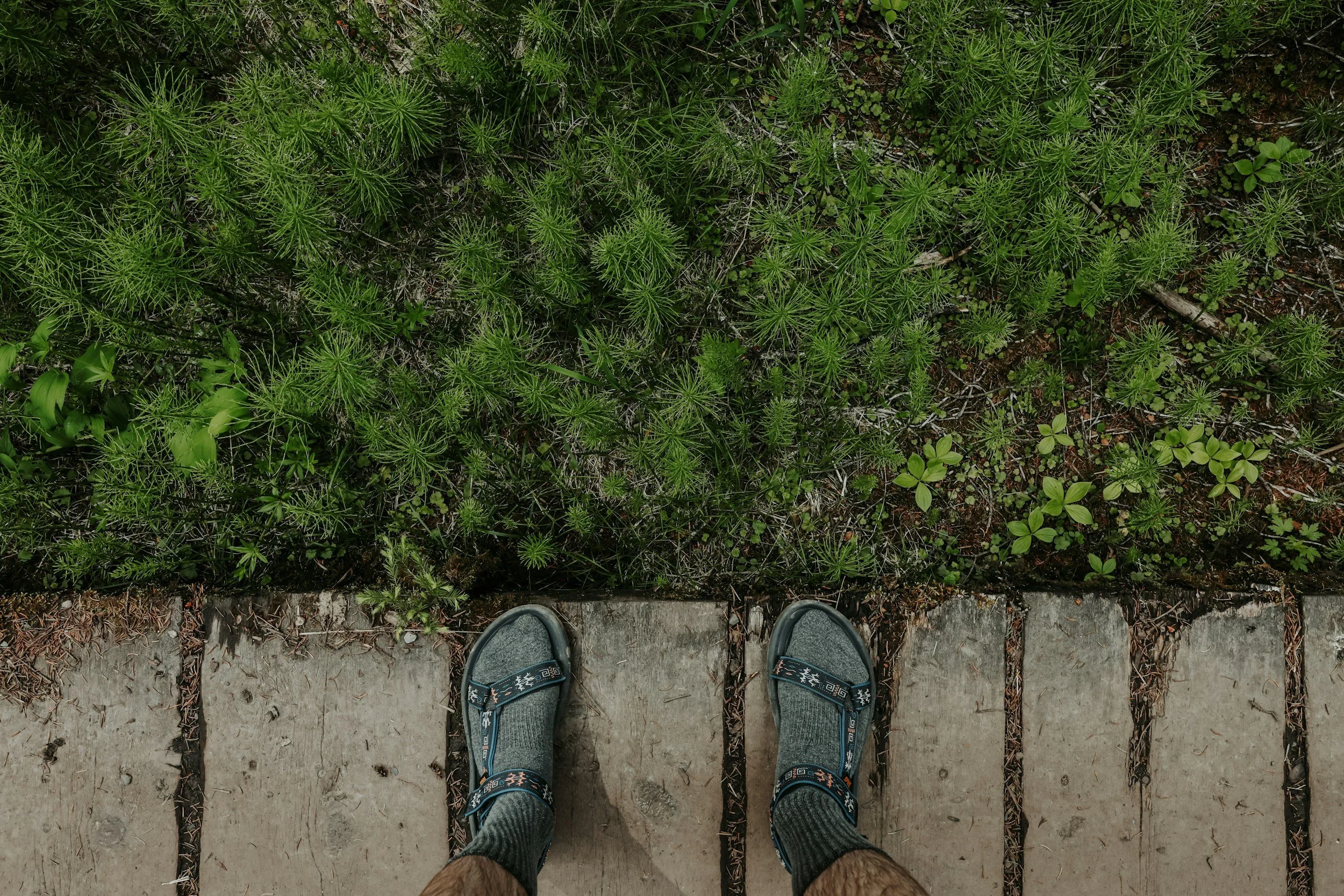 A person's feet in gray sneakers standing on a stone sidewalk next to a garden bed filled with lush green plants.