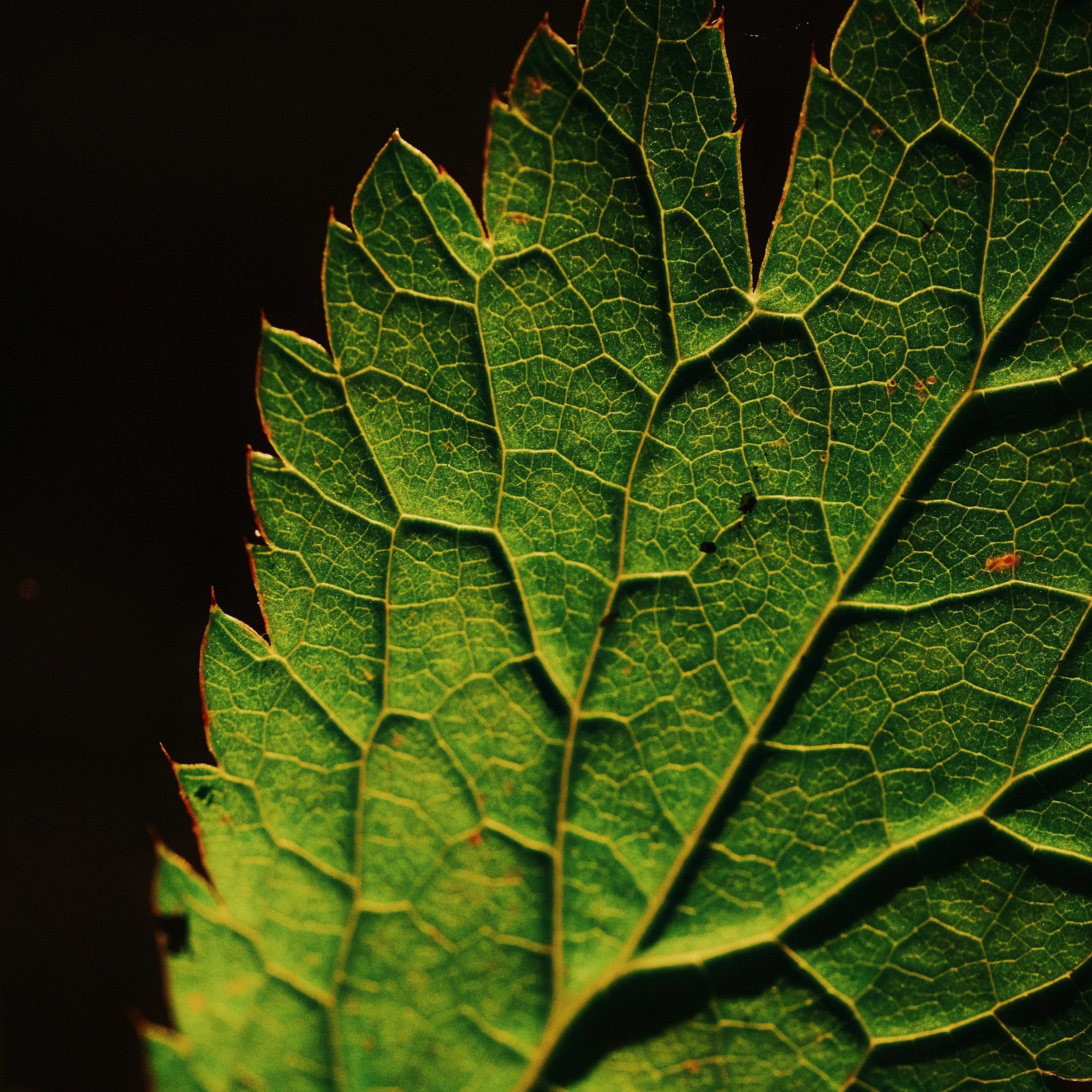 Close-up of green leaves with a detailed vein pattern against a dark background.