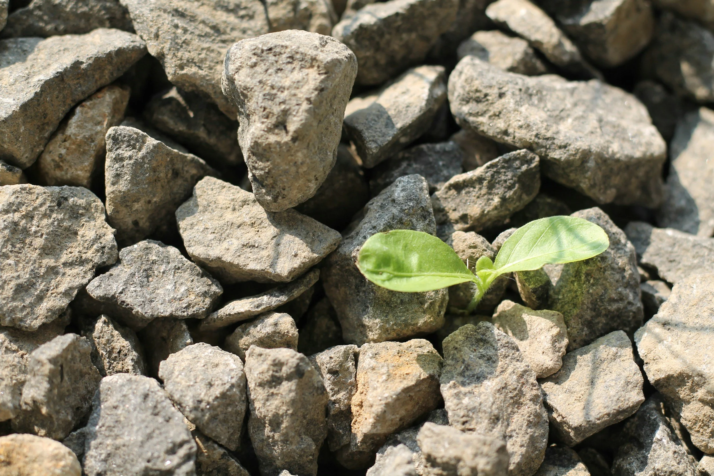 A small green plant with two leaves growing among gray rocks or gravel.