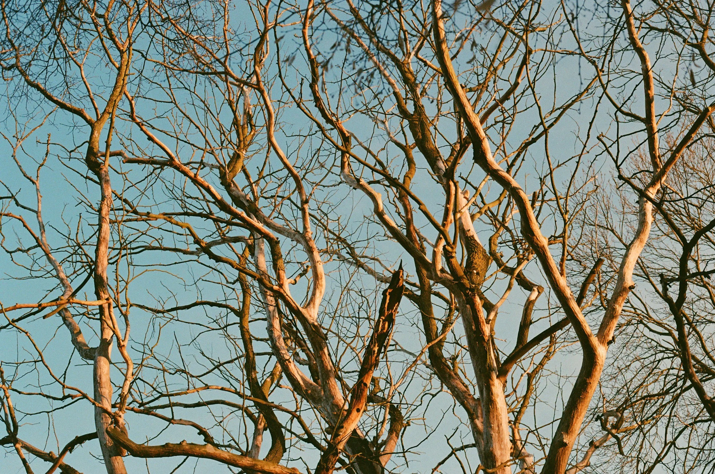 Bare tree branches against a clear blue sky.