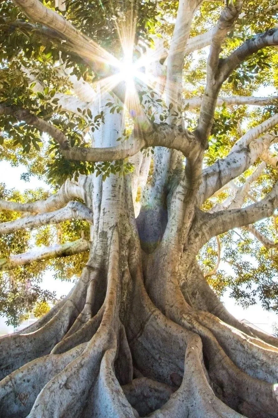 Looking up at a large tree with smooth, twisting branches and thick roots, sunlight shining through the leaves.