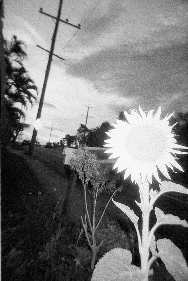 sunflowers.october 2025_44.jpg