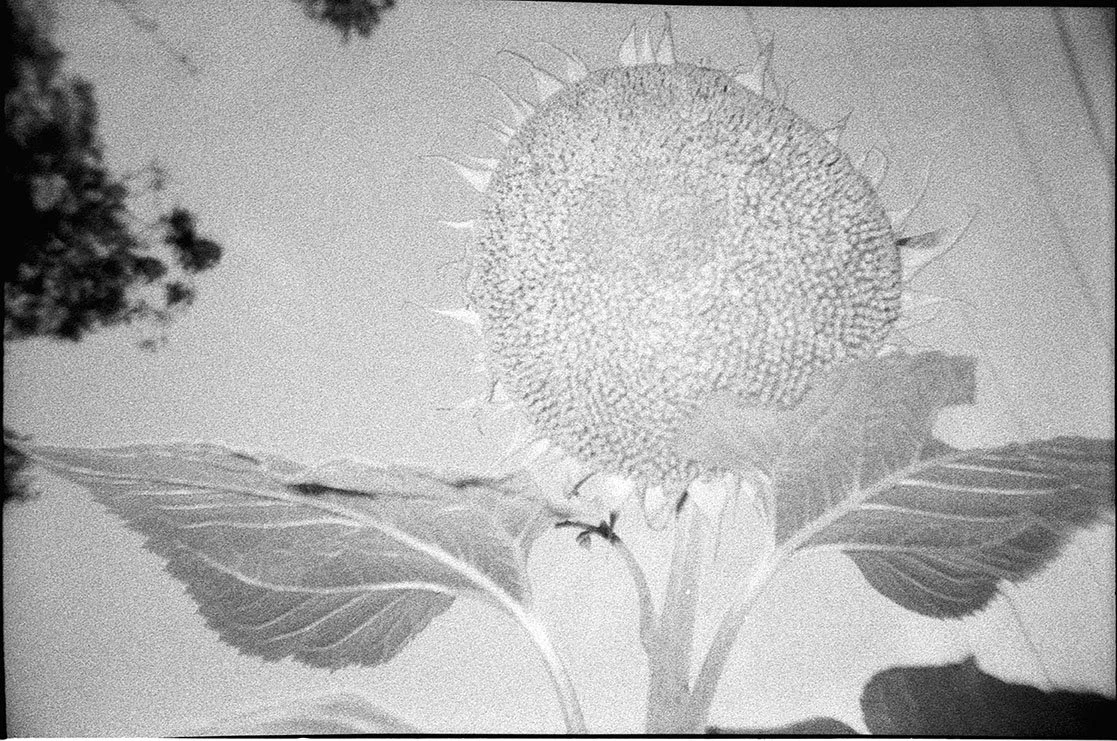 sunflowers.october 2025_25.jpg