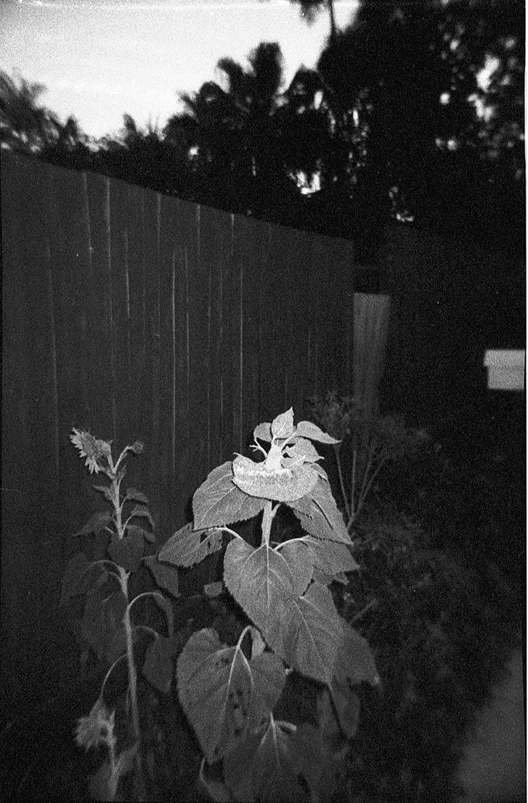 sunflowers.october 2025_45.jpg